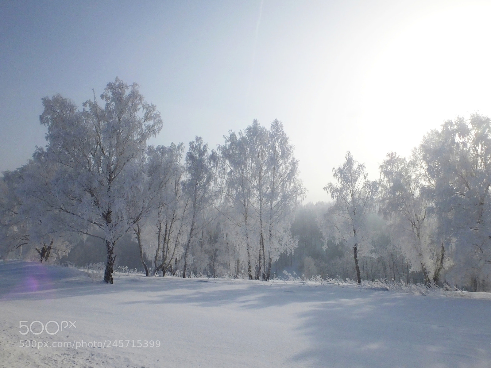 Fujifilm FinePix HS50 EXR sample photo. Winter forest photography