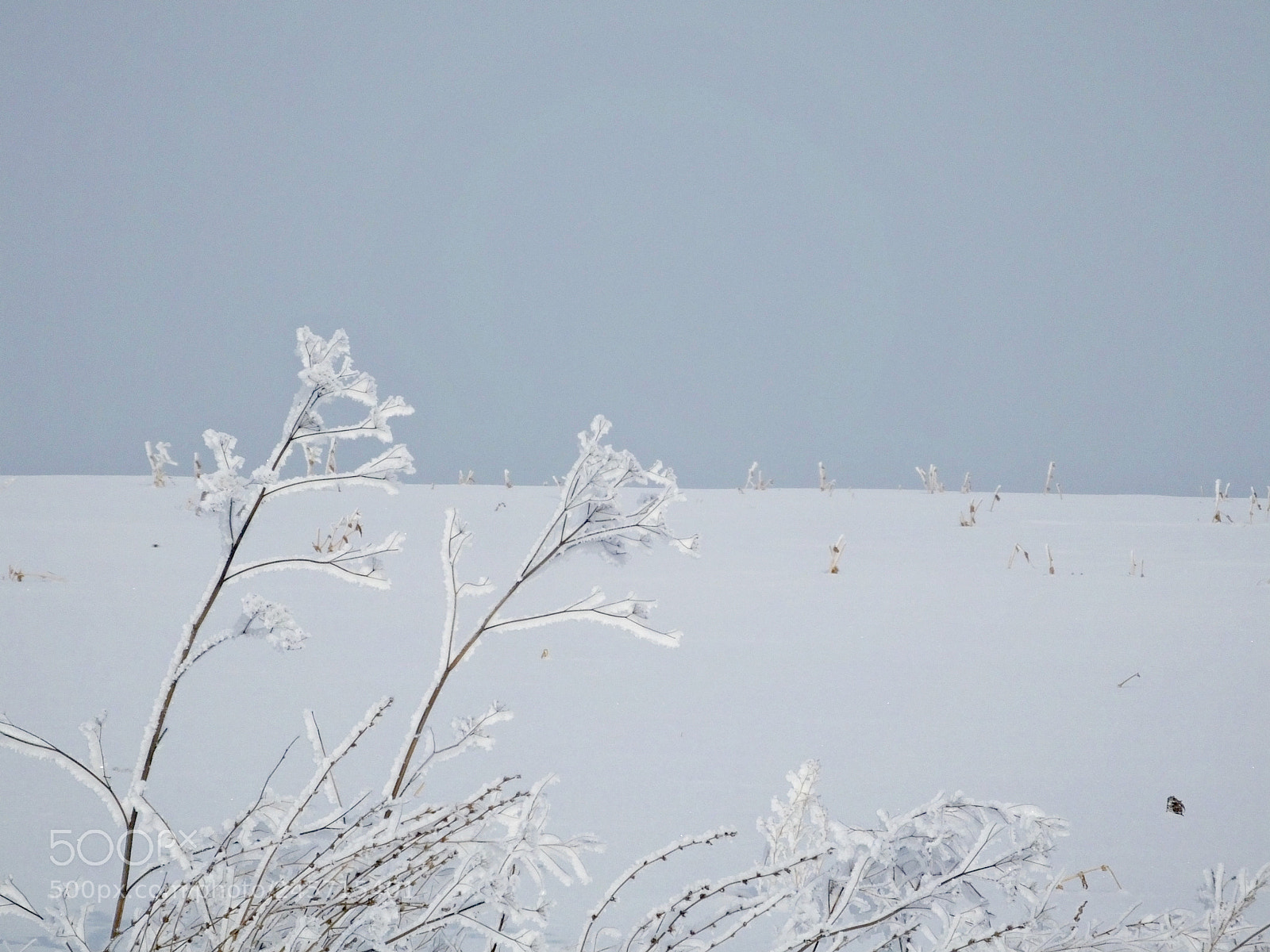 Fujifilm FinePix HS50 EXR sample photo. Winter forest photography