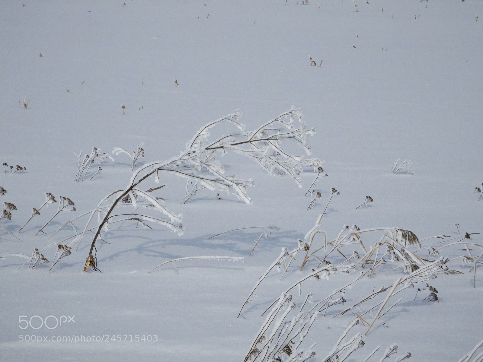 Fujifilm FinePix HS50 EXR sample photo. Winter forest photography