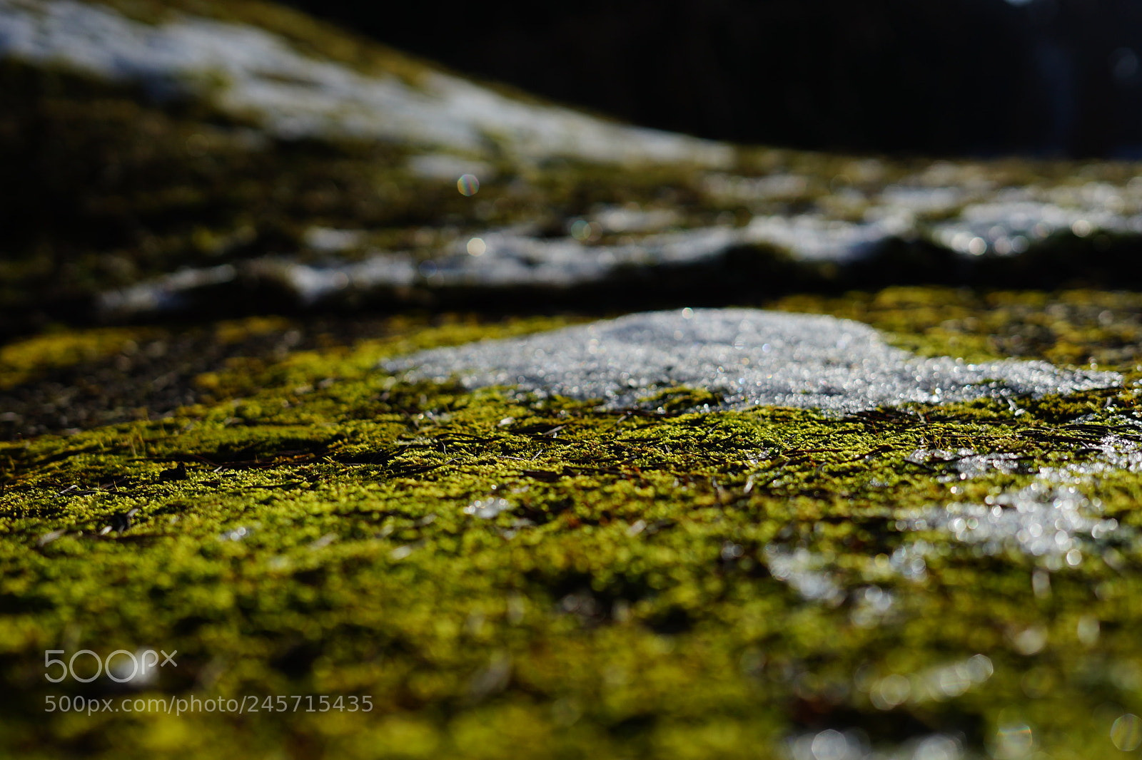 Sony a7 II sample photo. Little snow diamonds photography