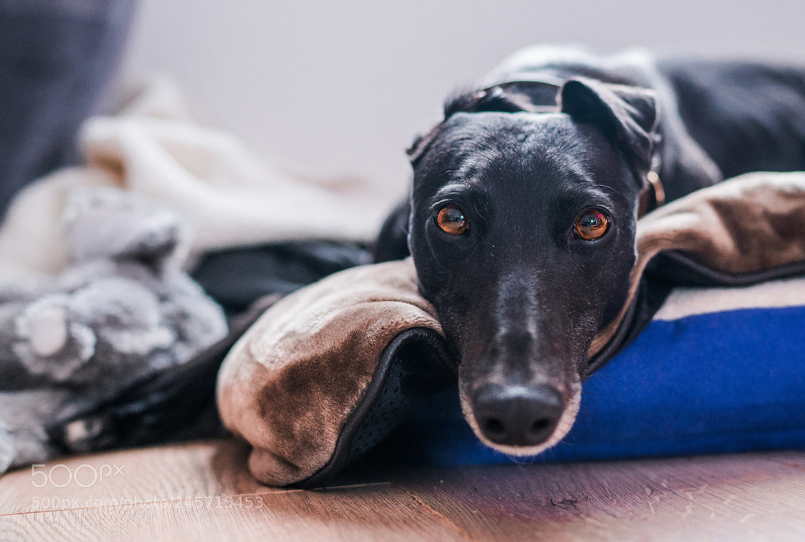 Sony a7R II sample photo. Ruby photography