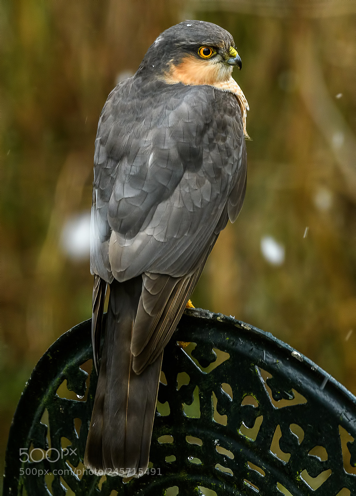 Nikon D500 sample photo. Deadly sparrowhawk visited in photography