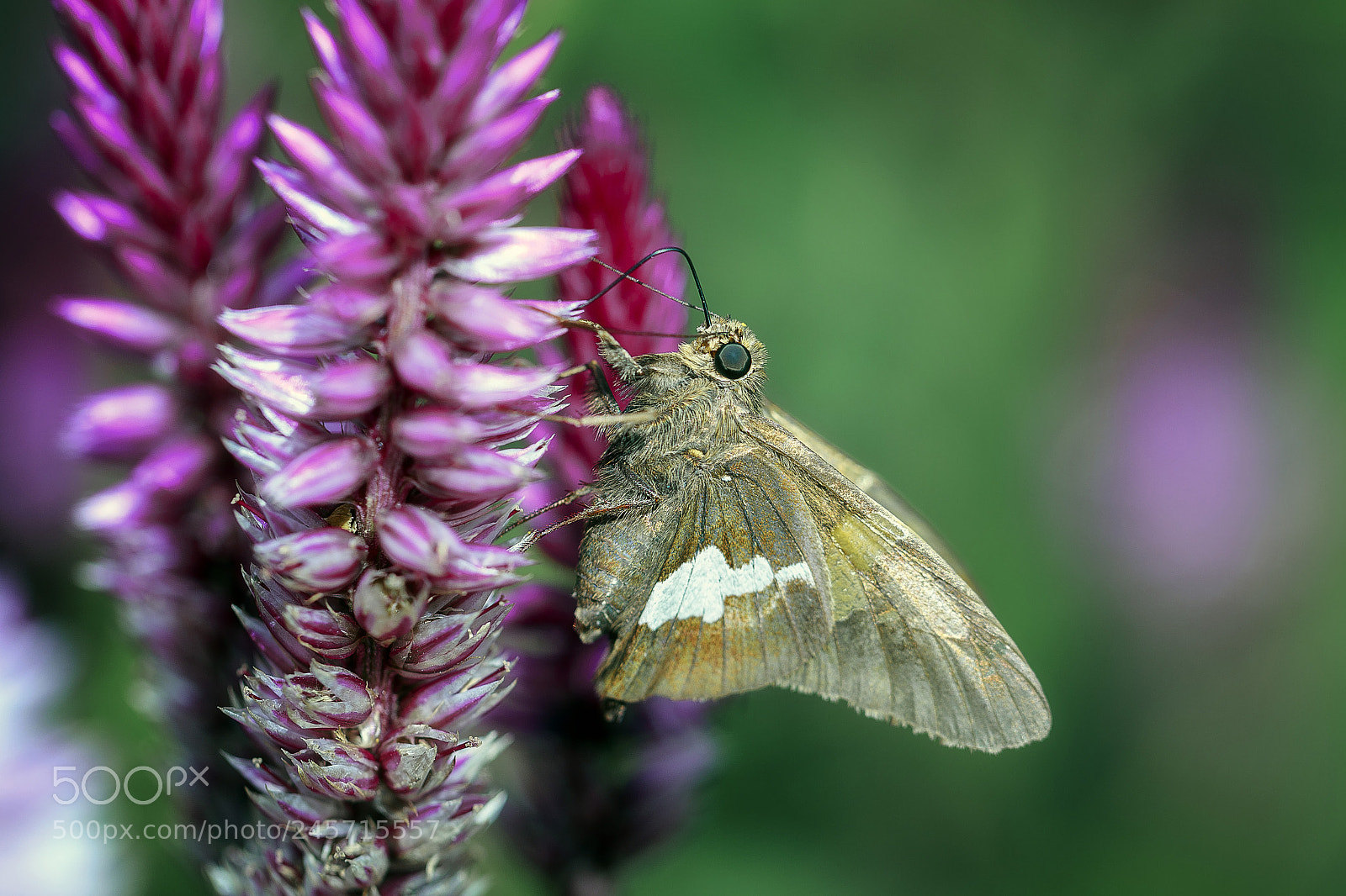 Canon EOS 7D Mark II sample photo. Hanging on photography