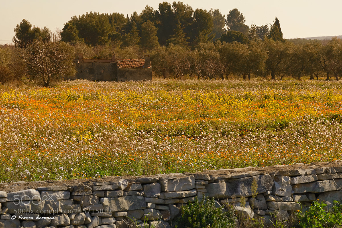 Nikon D610 sample photo. Old farmhouse photography