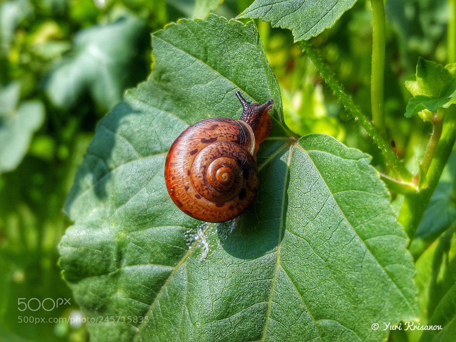 Samsung Galaxy Alpha sample photo. Garden snail on a photography