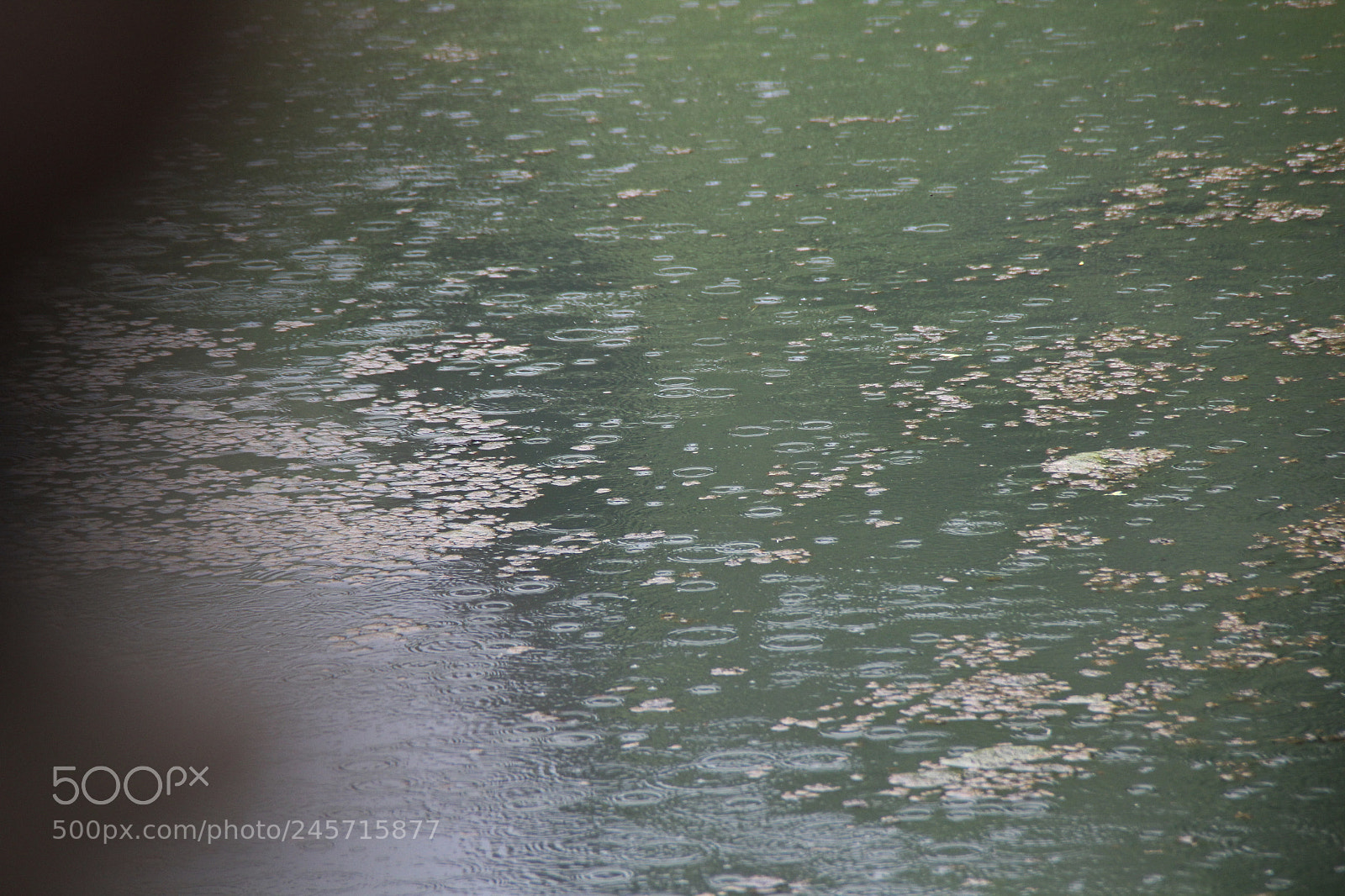 Canon EOS 60D sample photo. Img photography