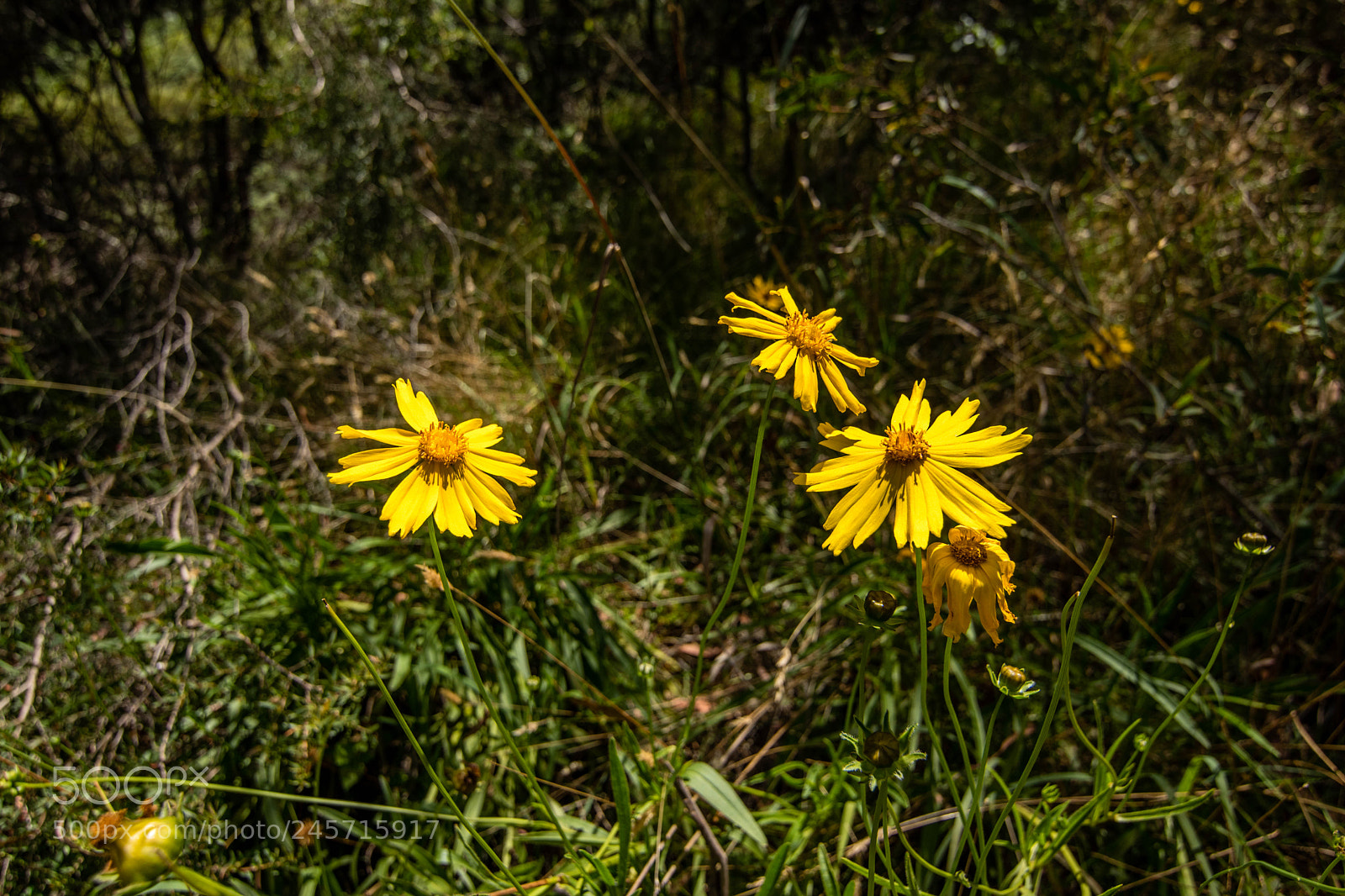 Nikon D5500 sample photo. Blue mountain calliopsis photography