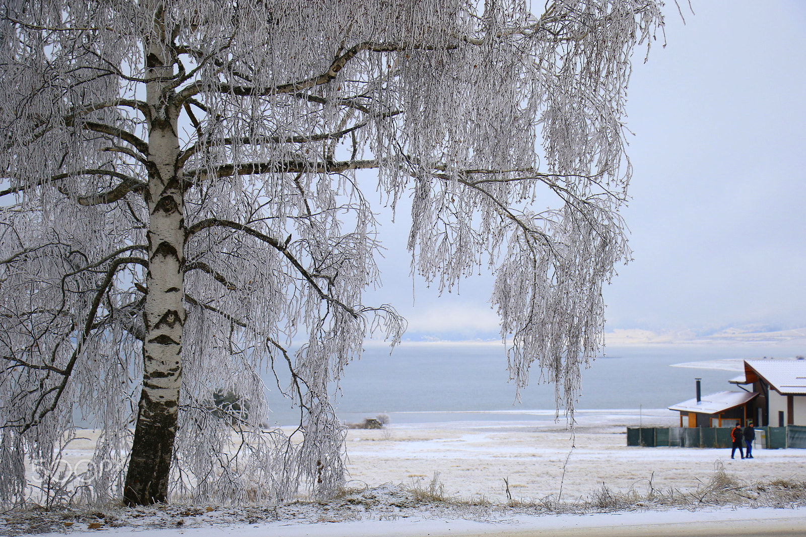 Canon EOS 7D Mark II sample photo. The birch tree photography