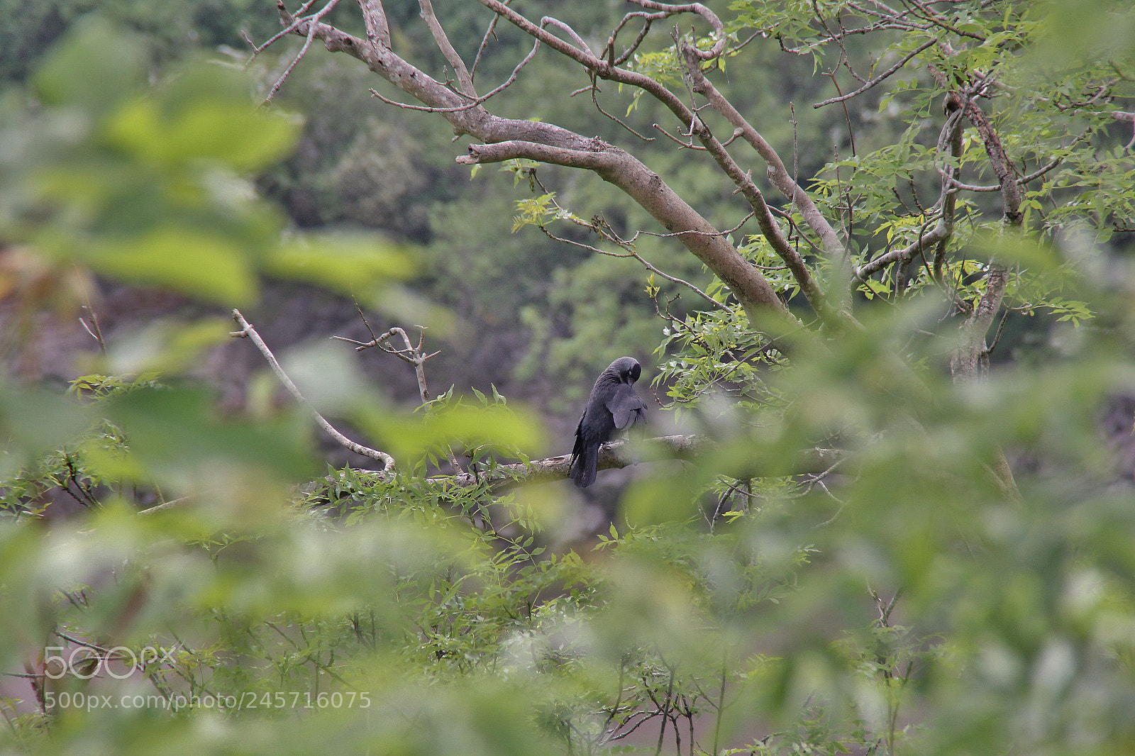 Canon EOS 60D sample photo. Img photography