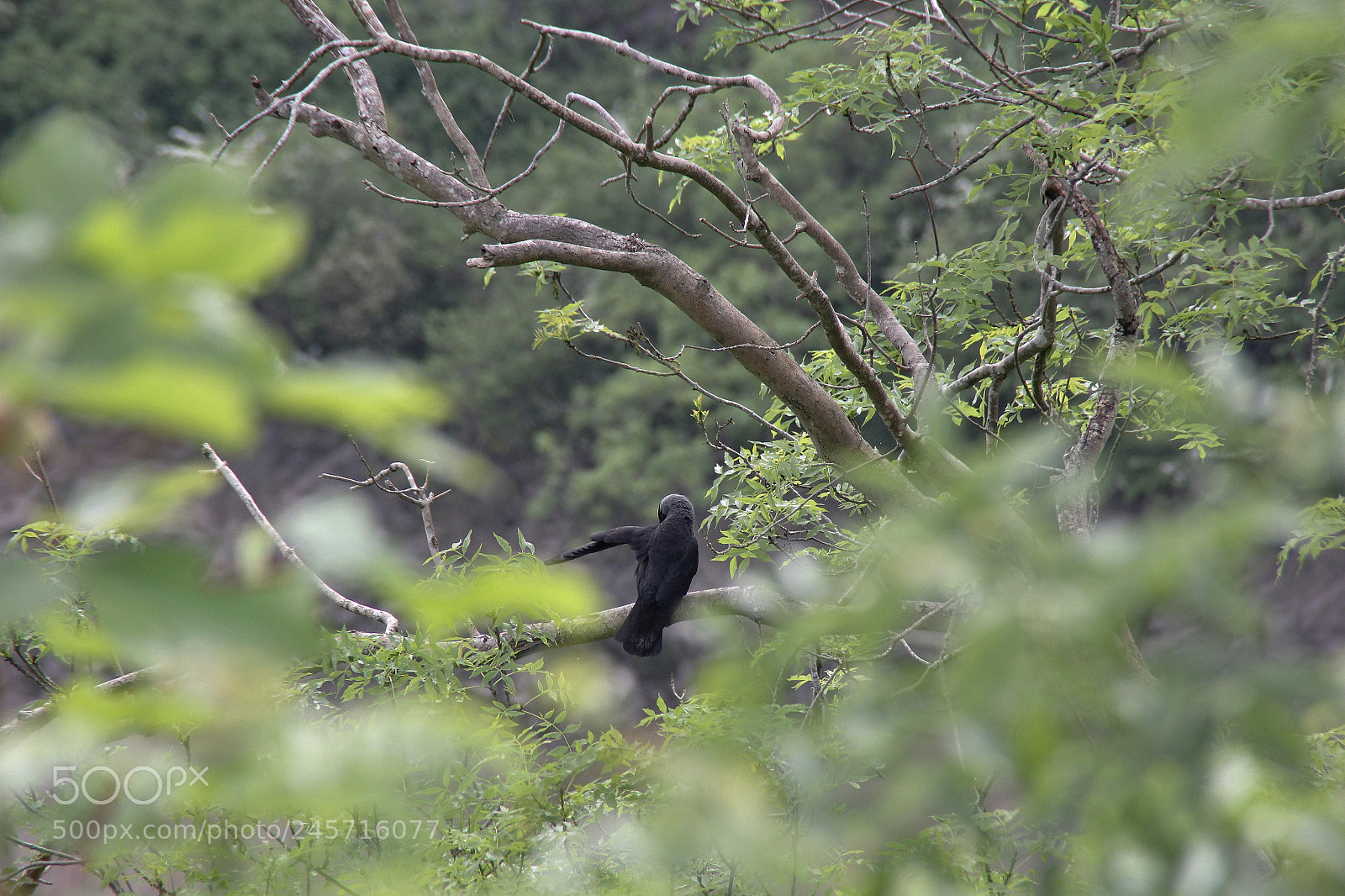 Canon EOS 60D sample photo. Img photography