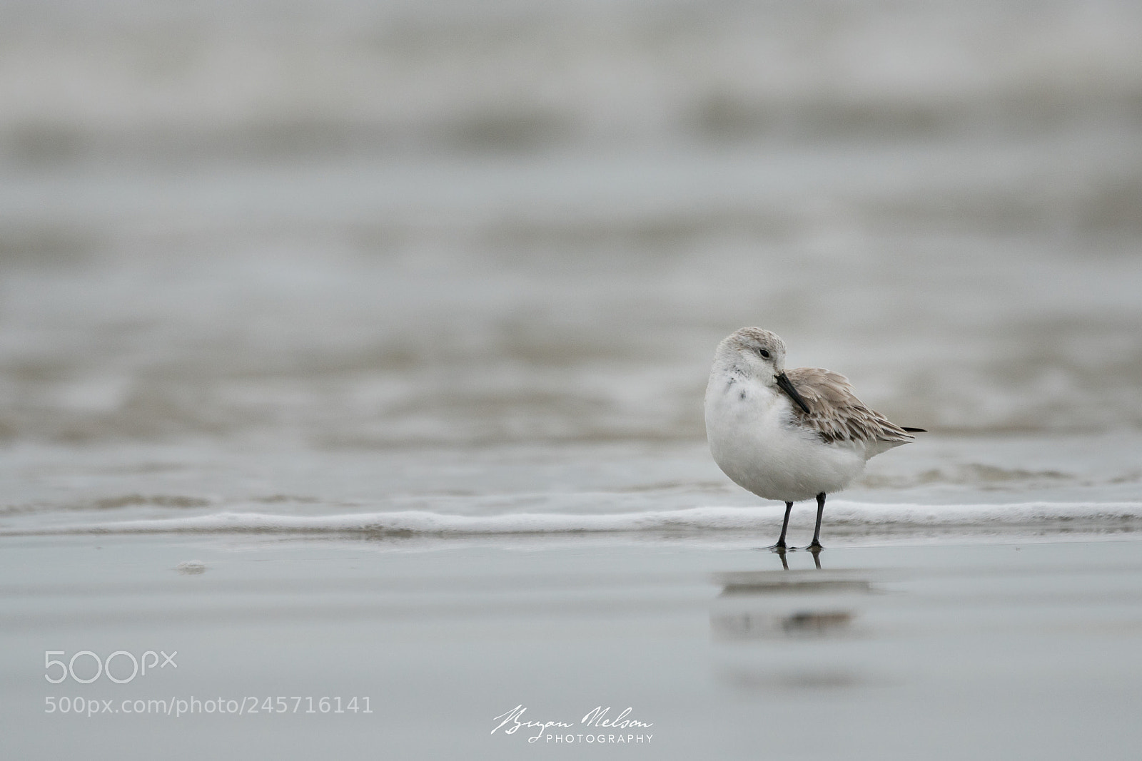 Sony a7R II sample photo. Sandpiper  photography