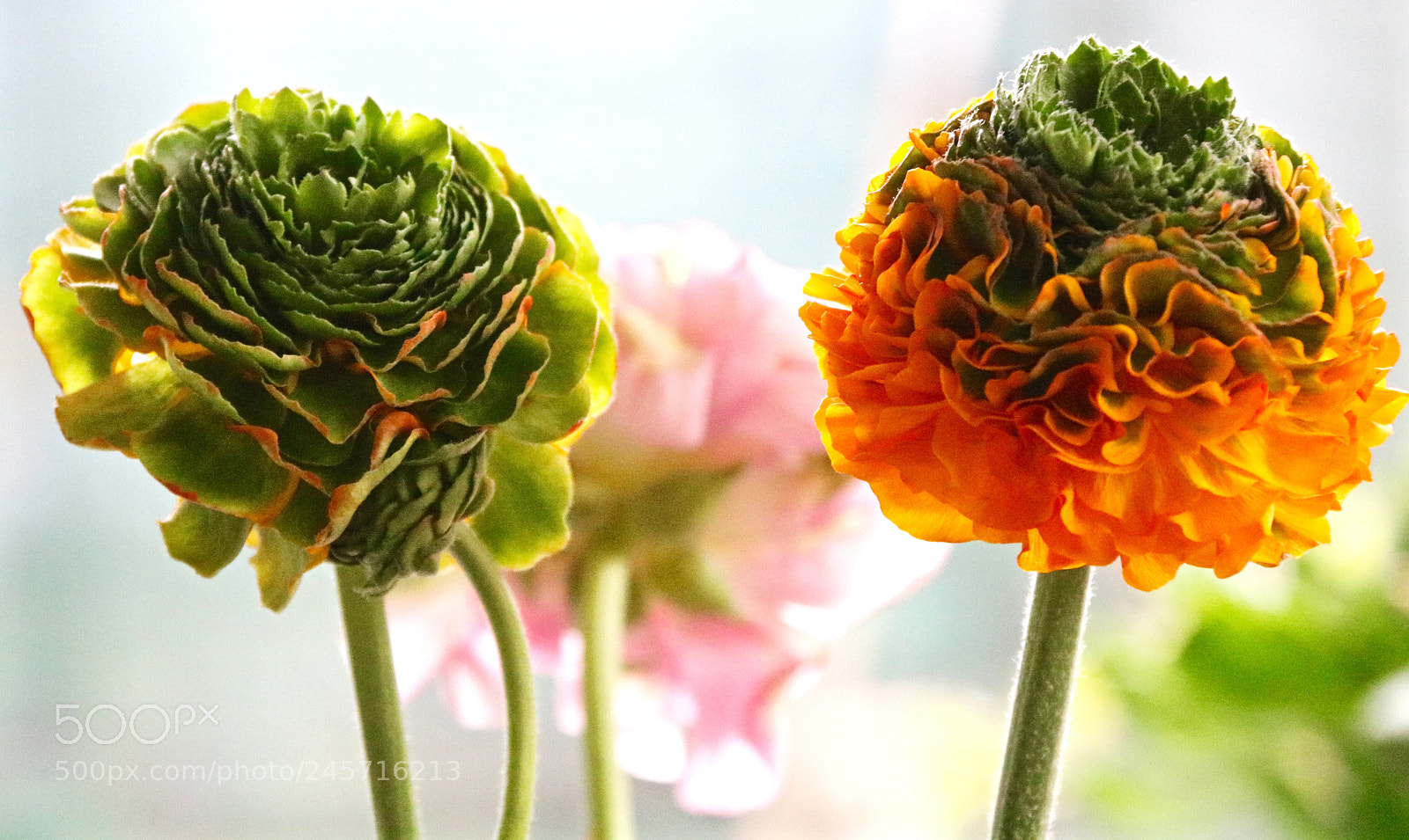 Canon EOS 750D (EOS Rebel T6i / EOS Kiss X8i) sample photo. Green and orange petticoats photography