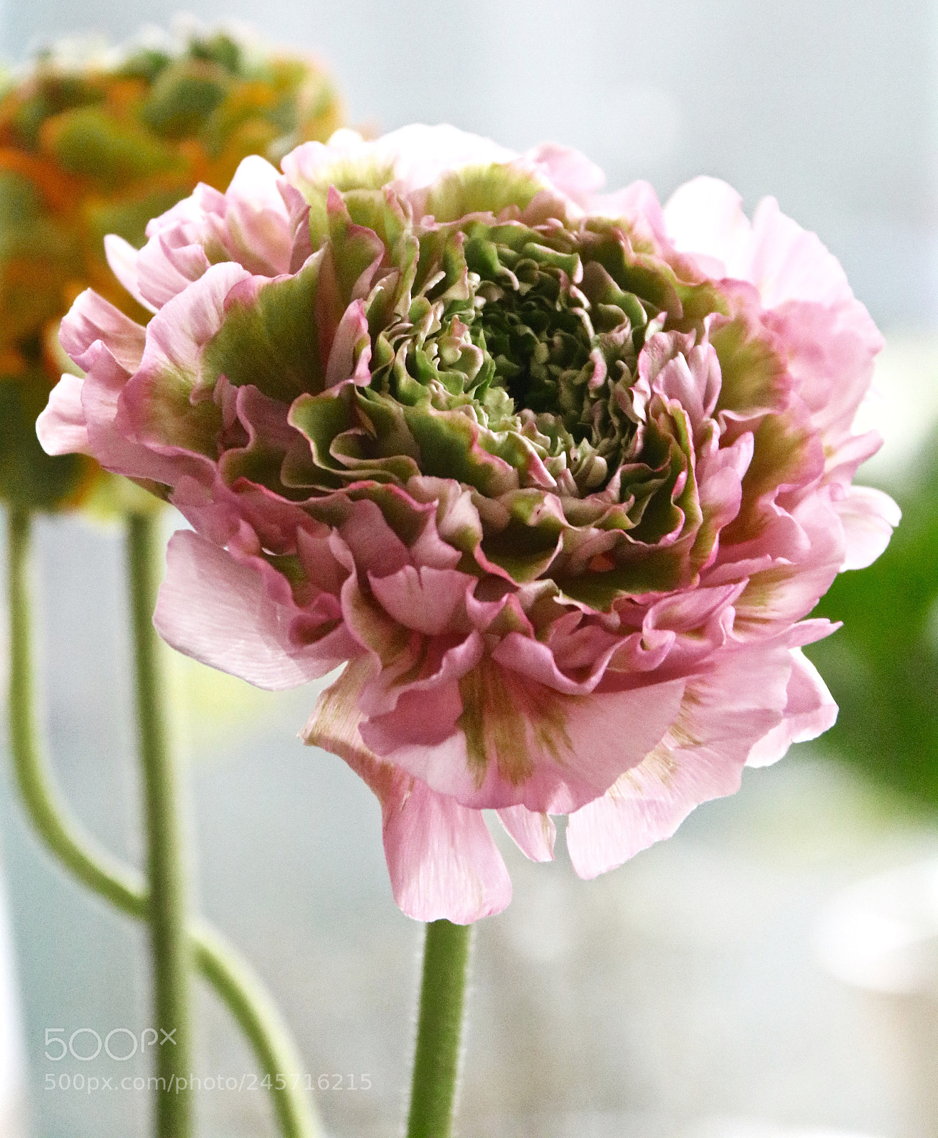 Canon EOS 750D (EOS Rebel T6i / EOS Kiss X8i) sample photo. Pink beauty photography