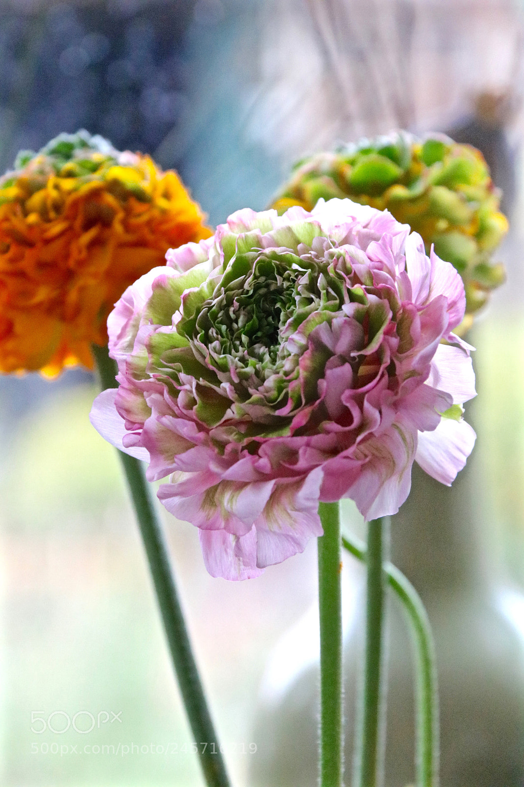 Canon EOS 750D (EOS Rebel T6i / EOS Kiss X8i) sample photo. Sunday morning image photography