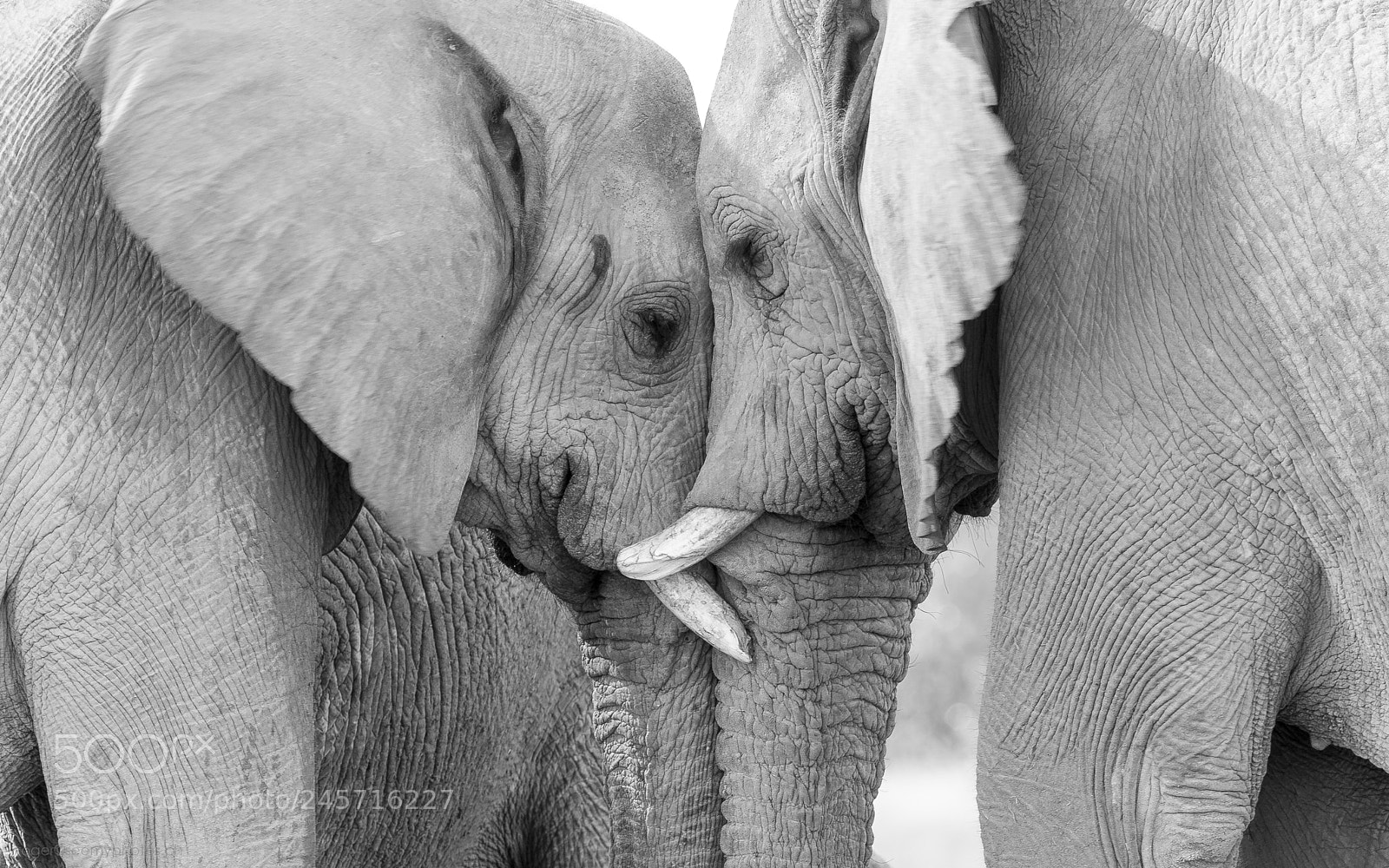 Canon EOS-1D X sample photo. Giant smooch photography