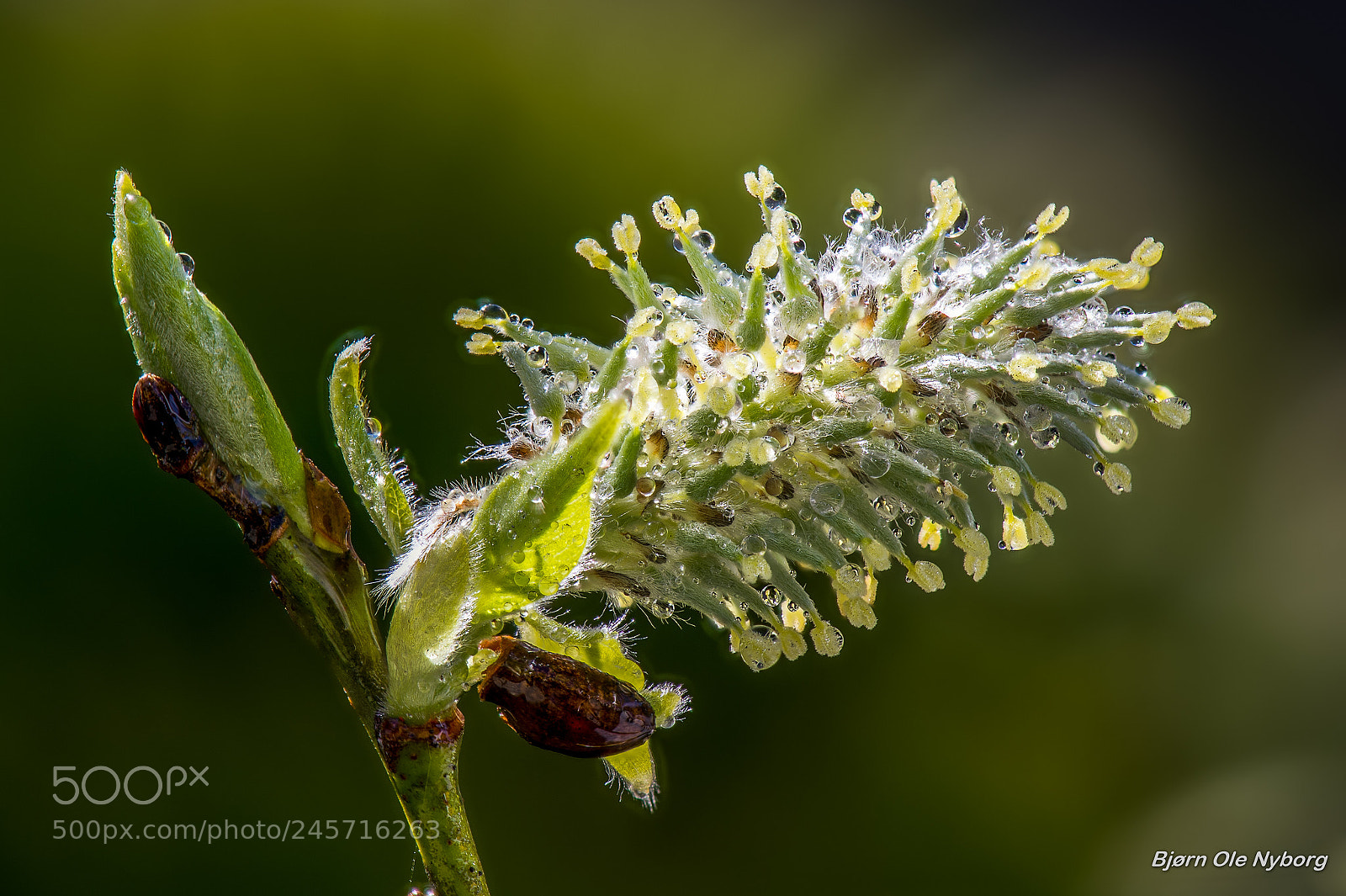Nikon D4 sample photo. Salix caprea photography