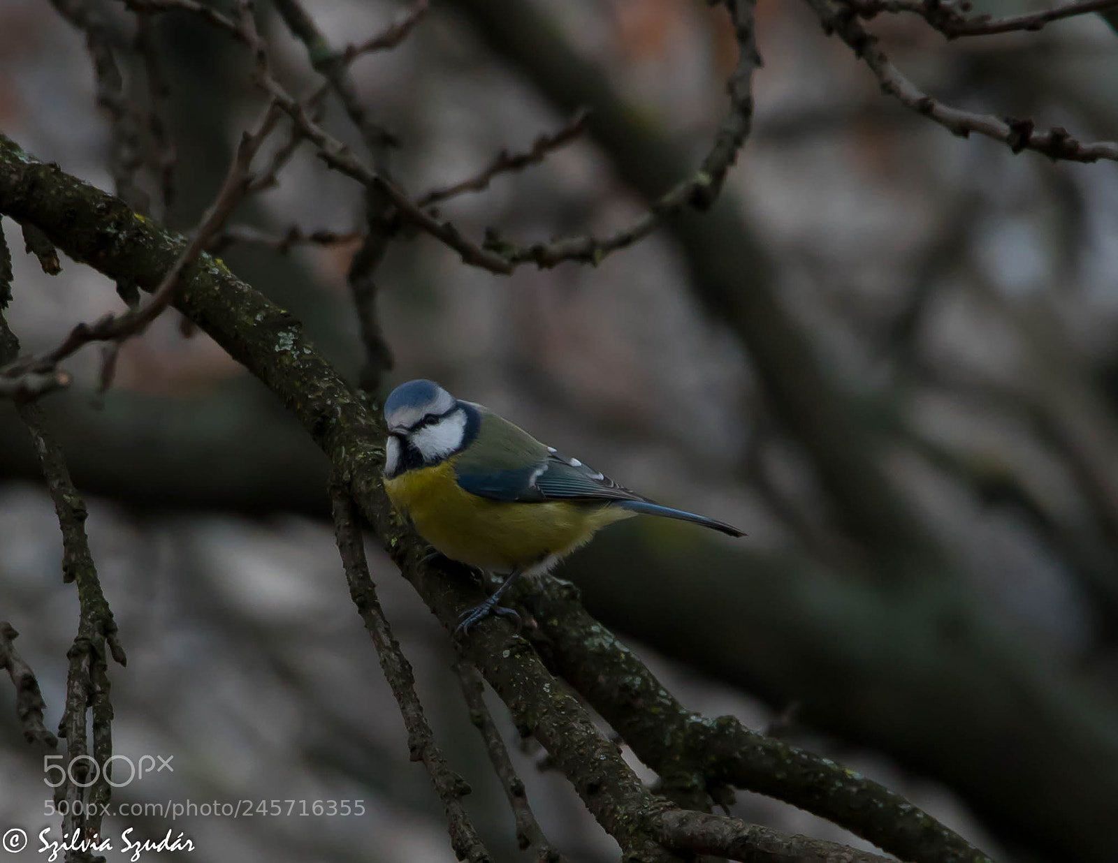 Canon EOS 750D (EOS Rebel T6i / EOS Kiss X8i) sample photo. Tom-tit photography