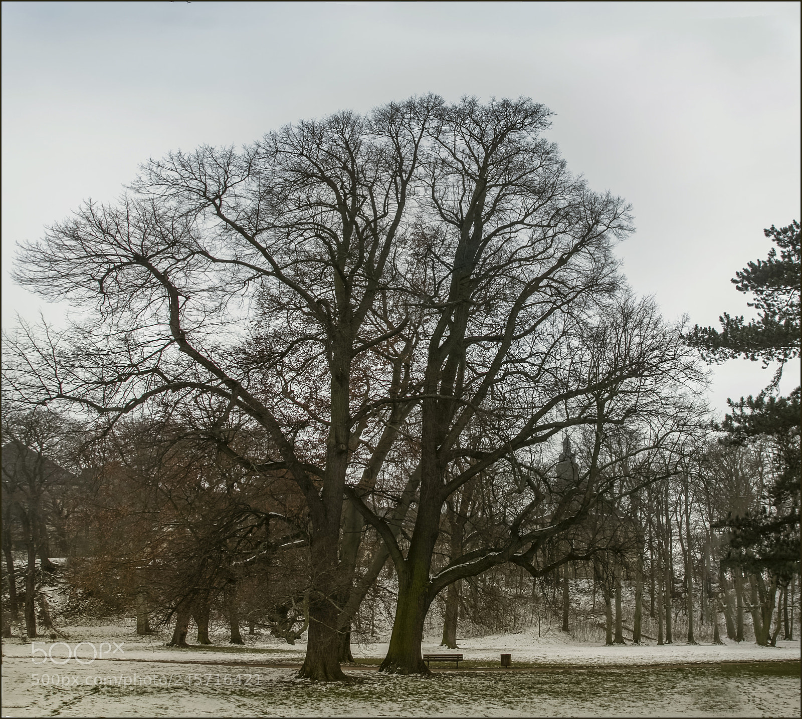Canon EOS 60D sample photo. Trees in the castle photography