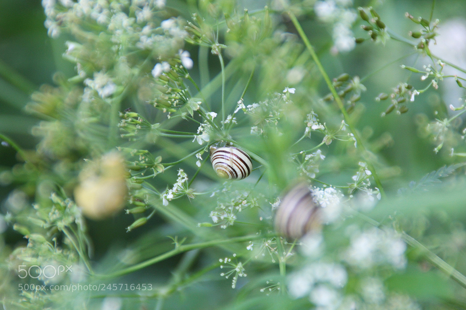 Canon EOS 60D sample photo. Img photography