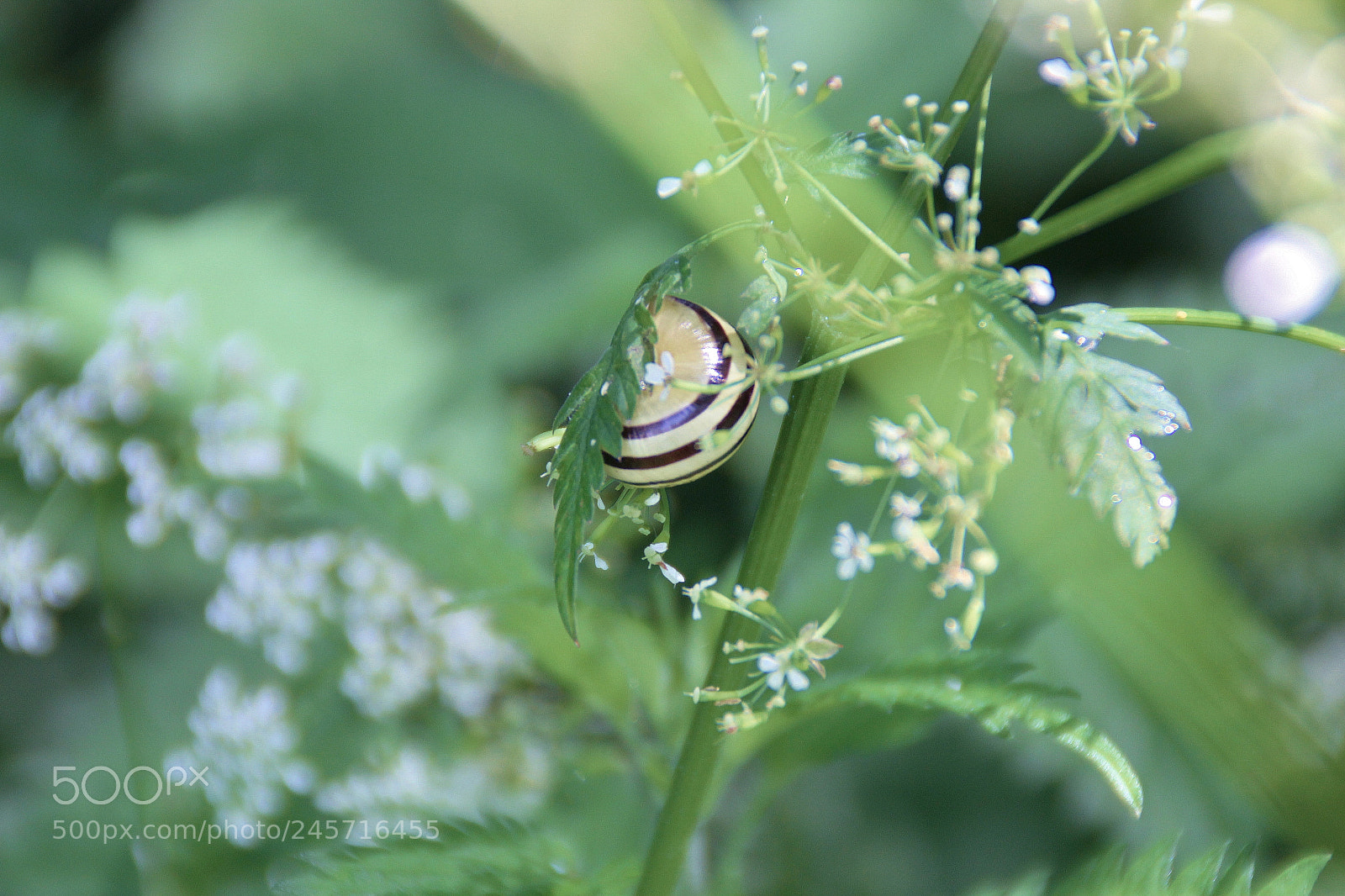 Canon EOS 60D sample photo. Img photography