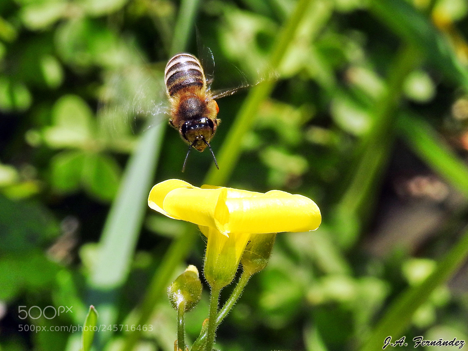 Nikon Coolpix P900 sample photo. Bee on flight photography