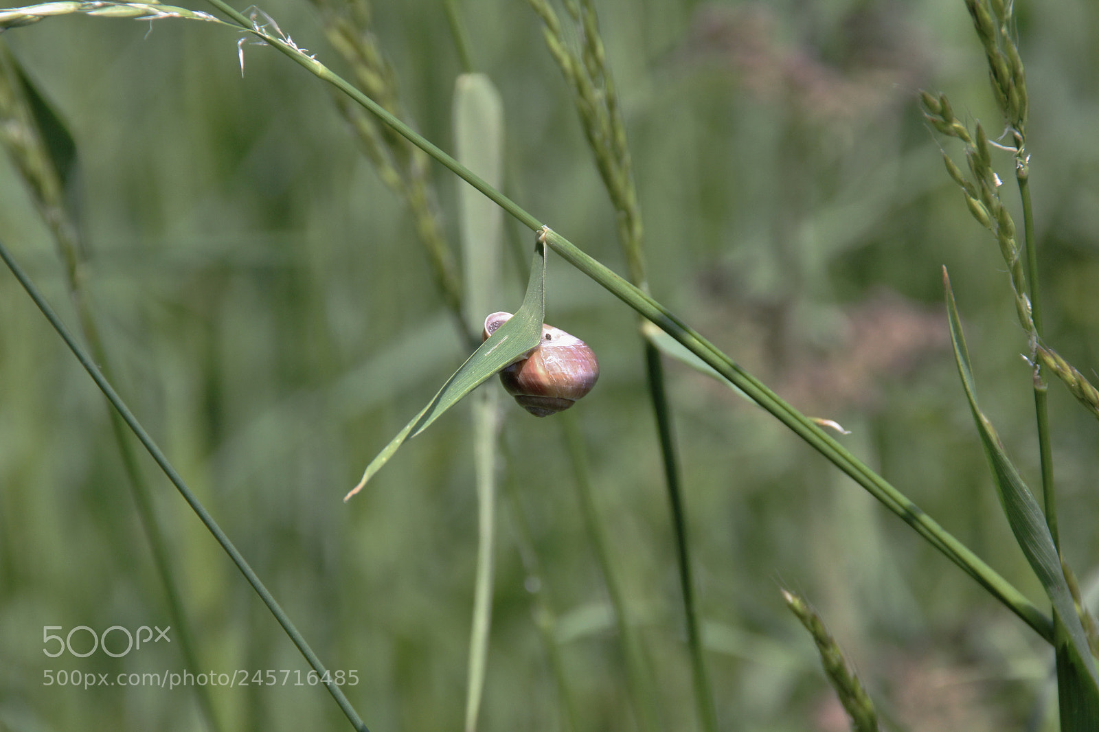 Canon EOS 60D sample photo. Img photography