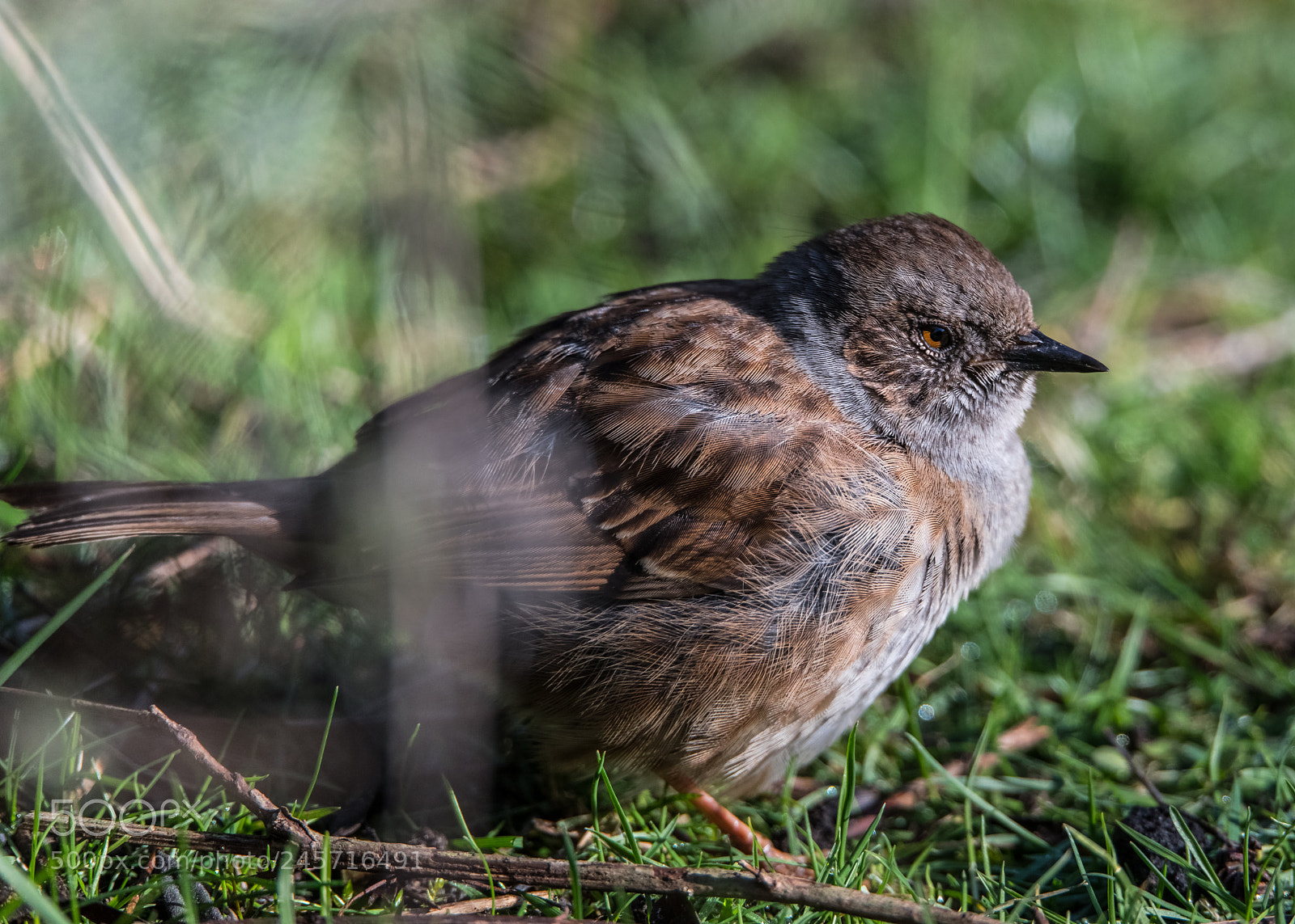 Nikon D850 sample photo. Dunnock closeup photography