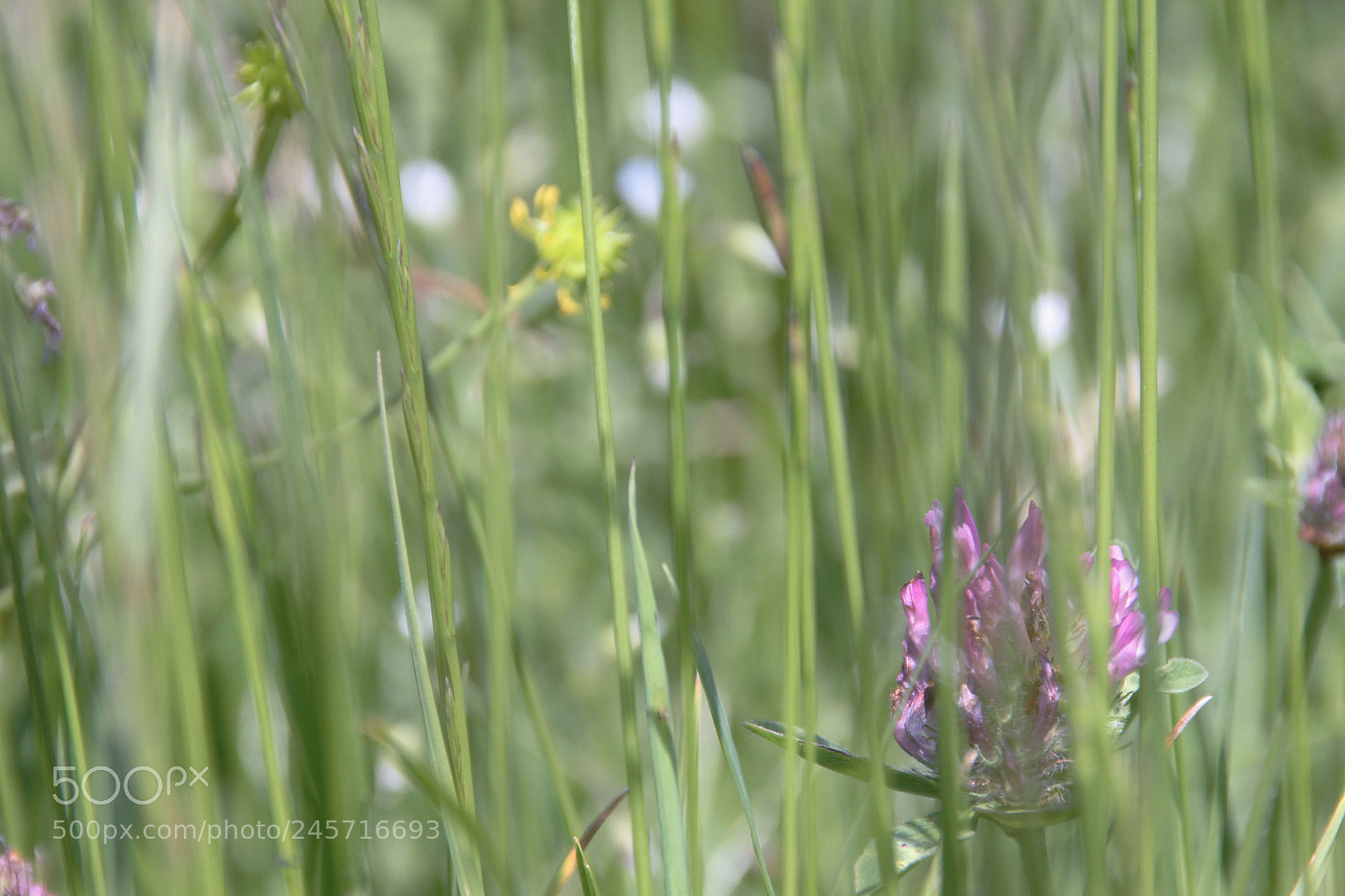 Canon EOS 60D sample photo. Img photography