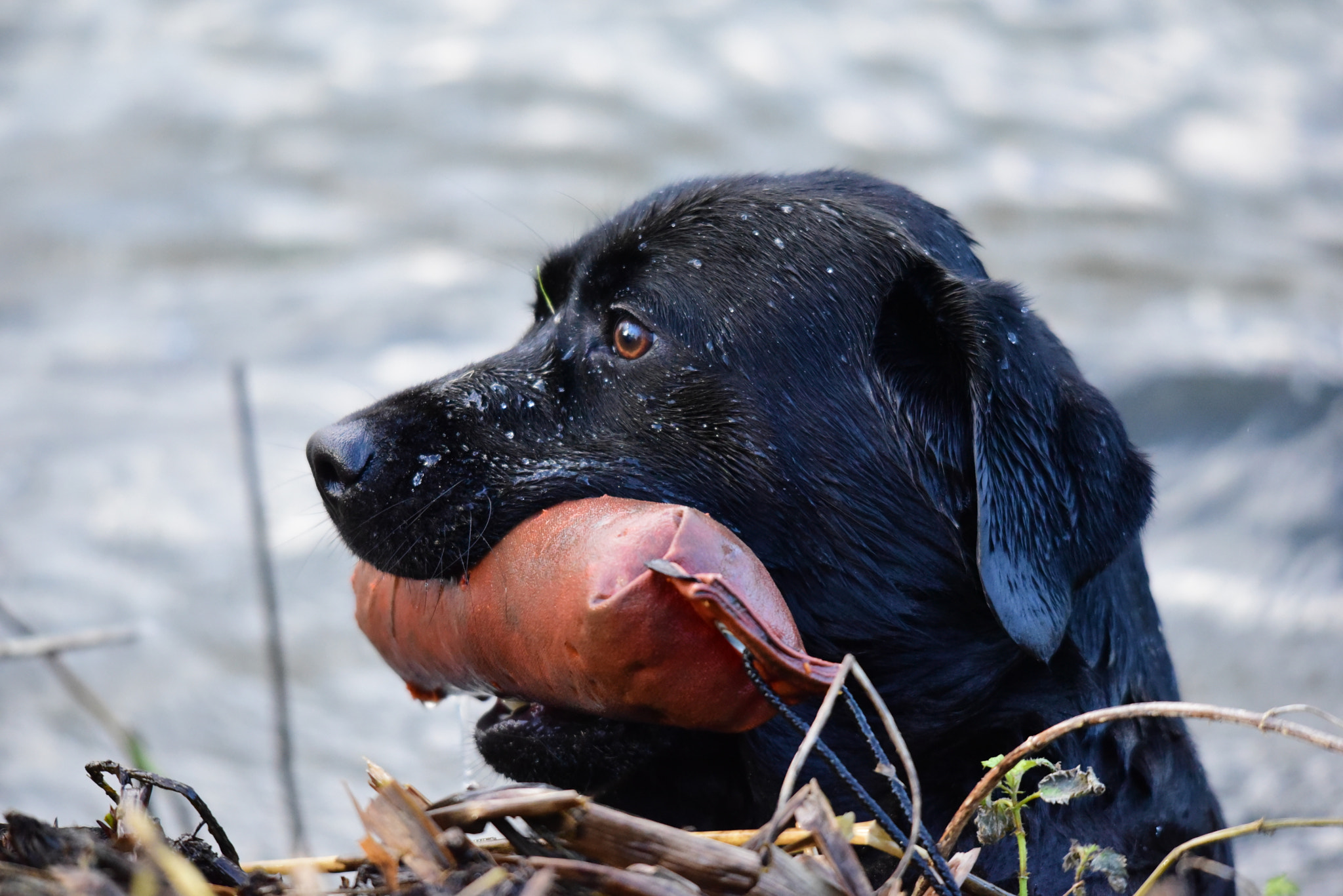 Sigma 120-400mm F4.5-5.6 DG OS HSM sample photo. Gundog training photography