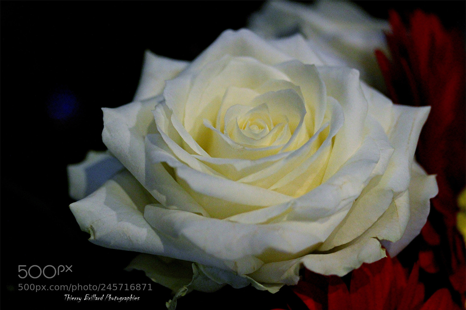 Canon EOS 600D (Rebel EOS T3i / EOS Kiss X5) sample photo. Rose blanche photography