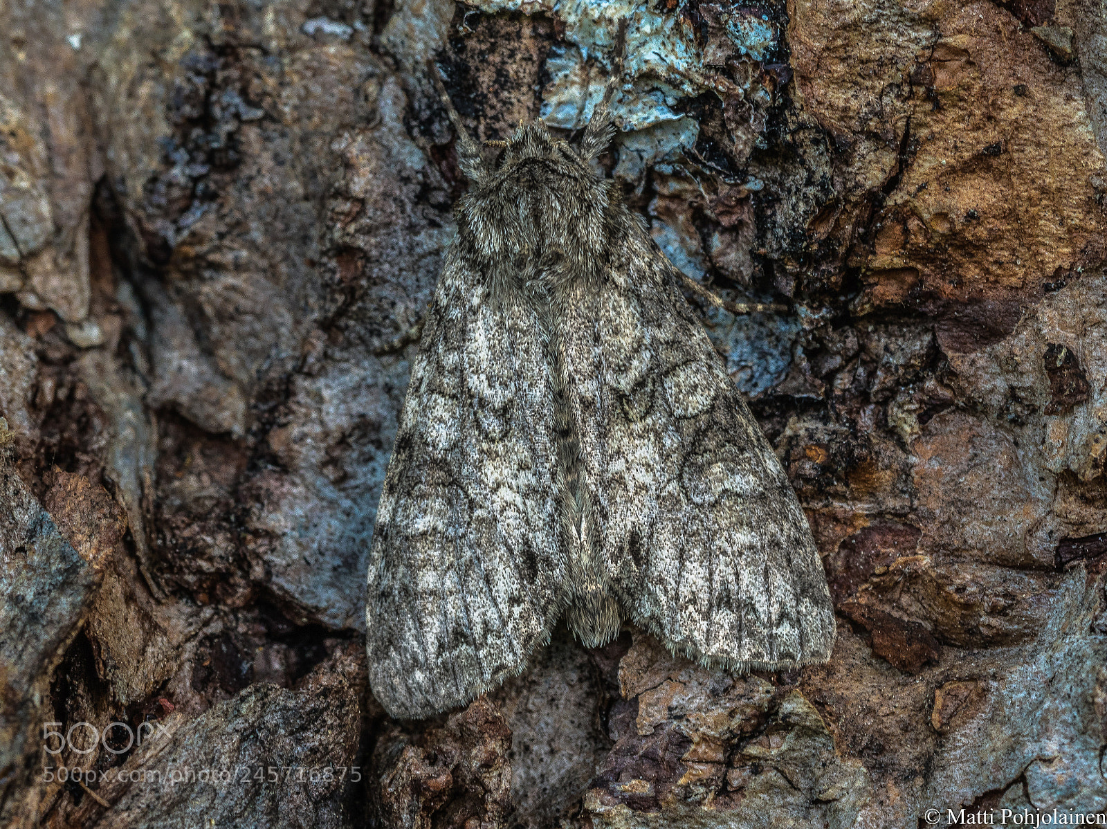 Canon EOS 7D Mark II sample photo. Camouflage photography