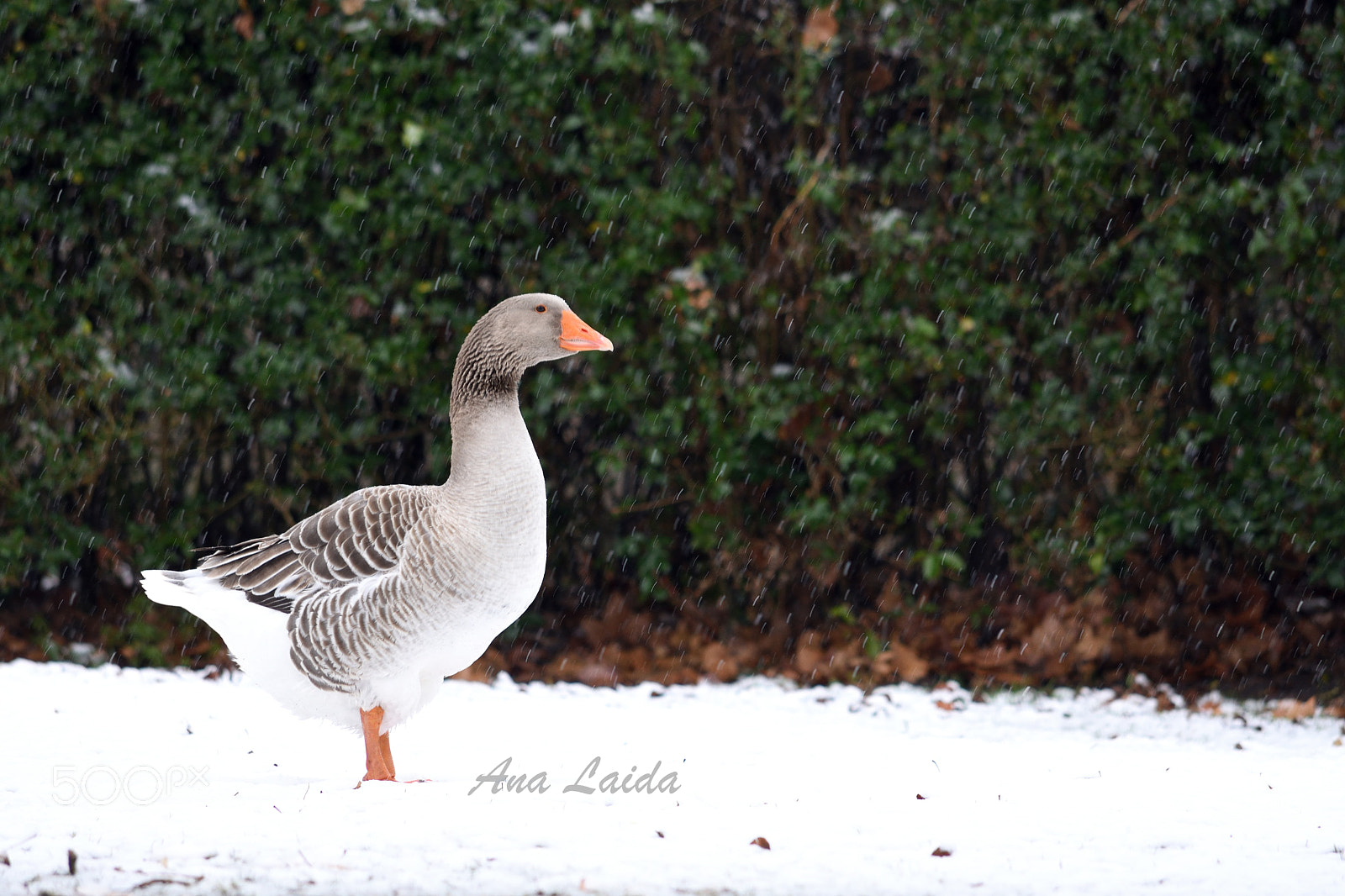 Nikon D7200 sample photo. Geese photography