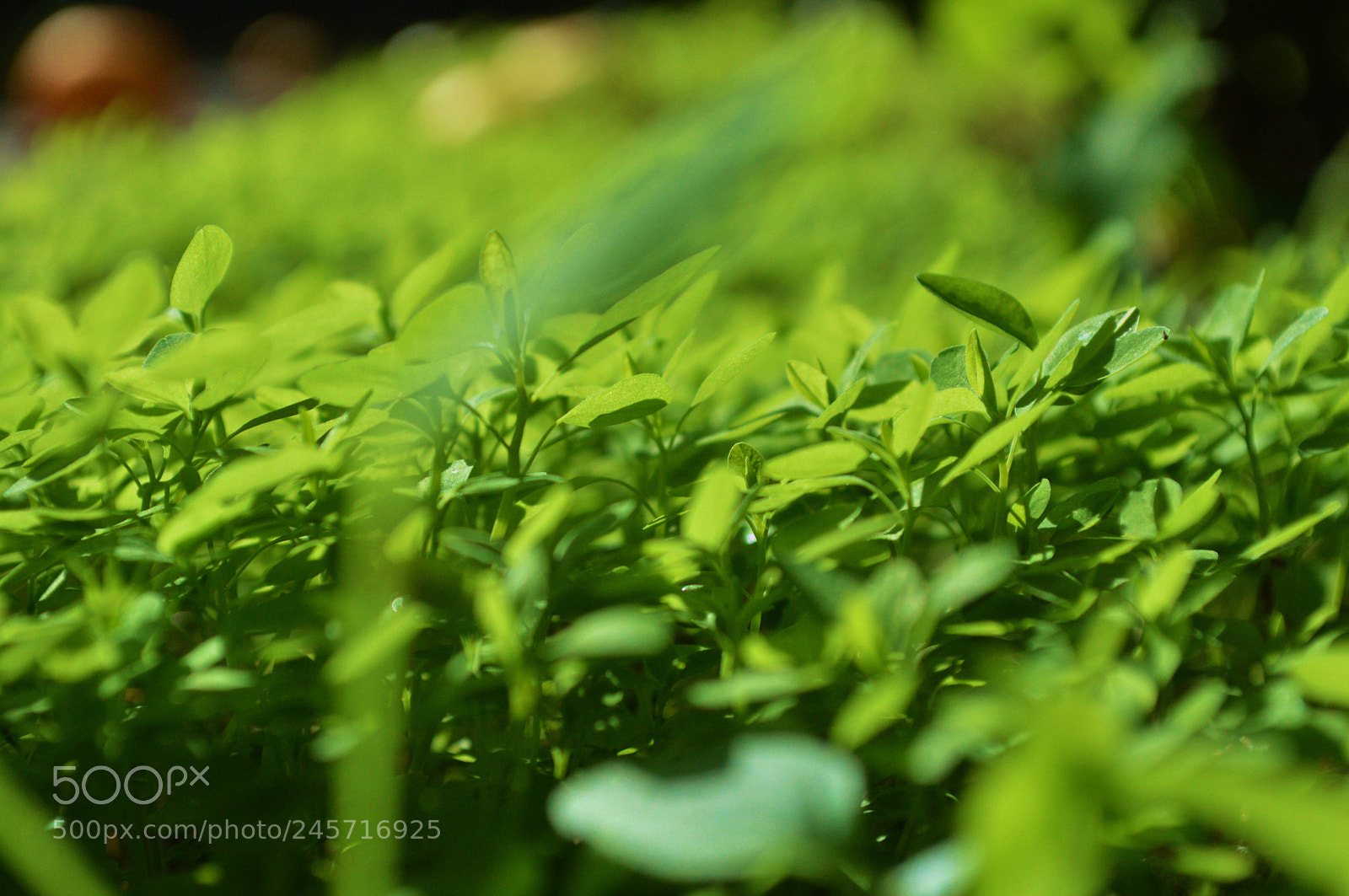 Nikon D3200 sample photo. Tiny photography