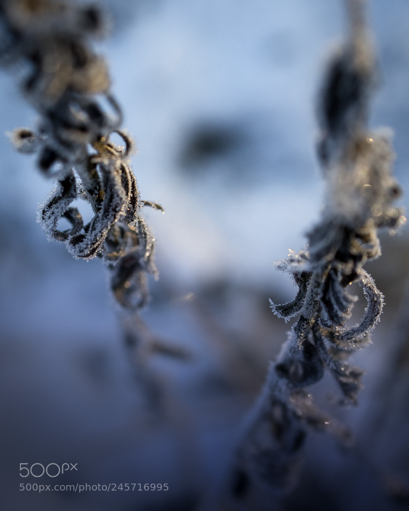 Sony a7 II sample photo. Dreamers photography