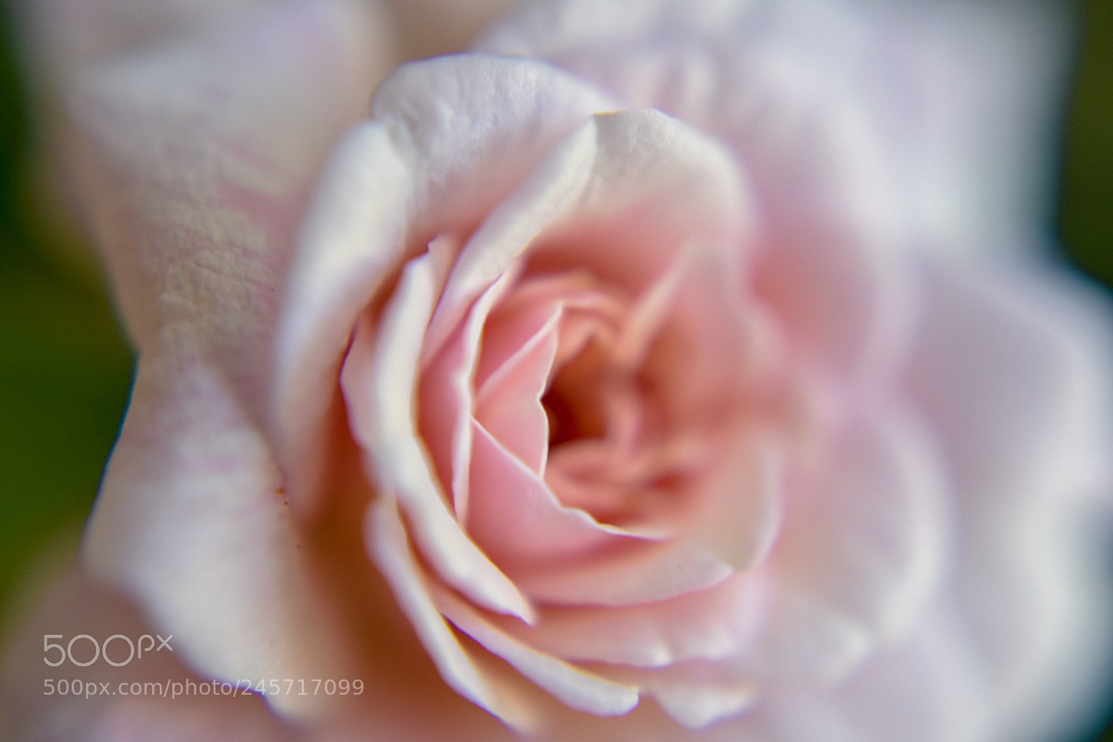 Nikon D3400 sample photo. Miniature rose photography