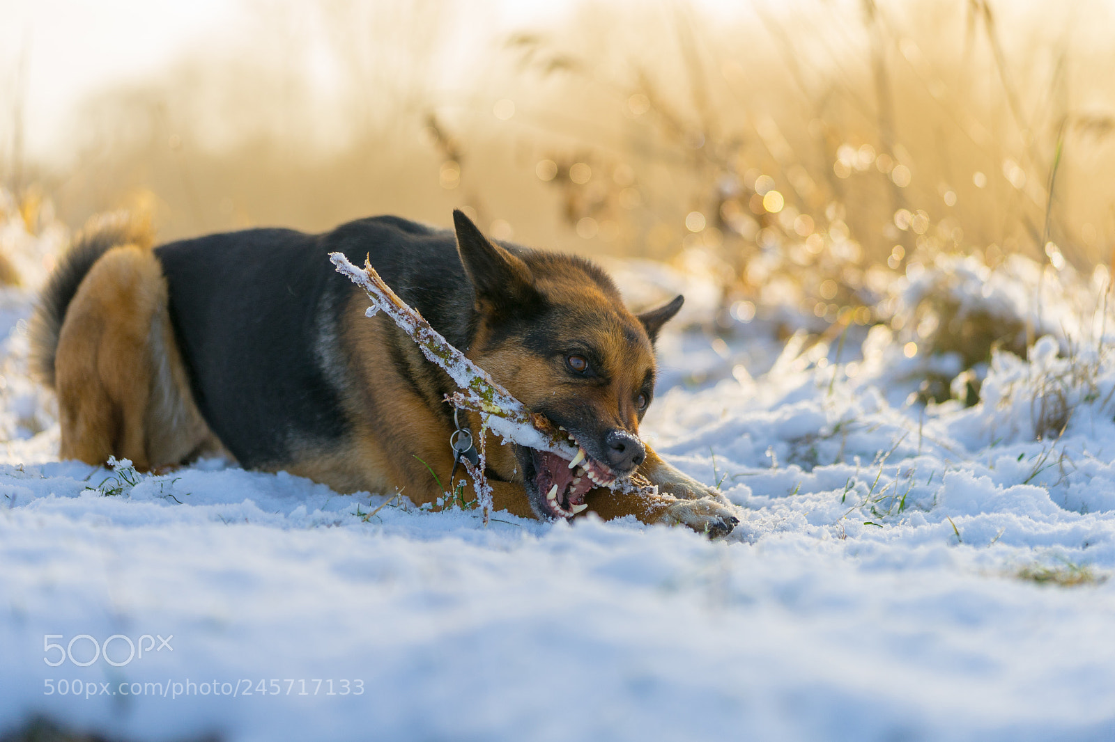 Sony a7 II sample photo. Fight that stick photography