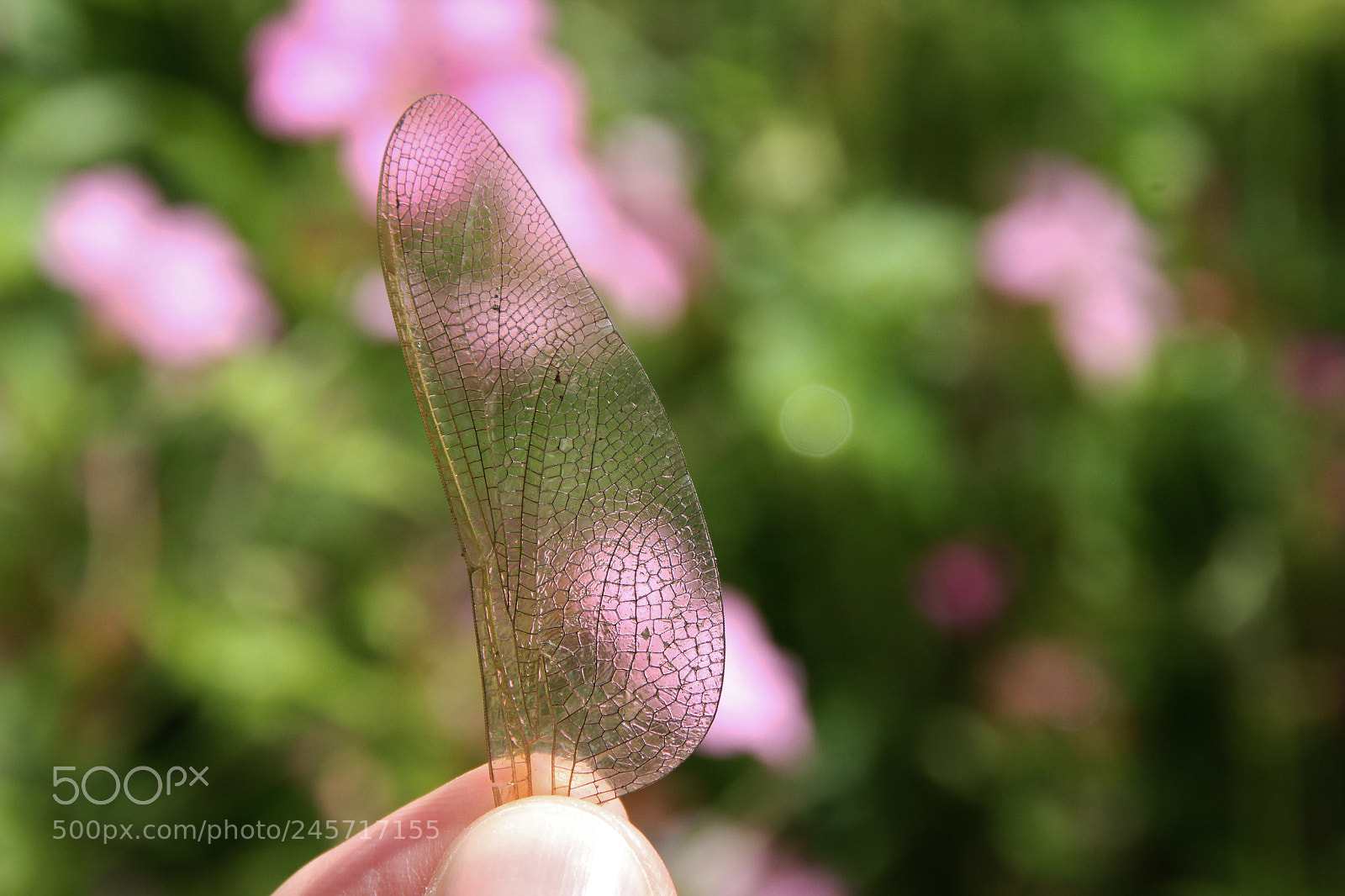 Canon EOS 60D sample photo. Img photography