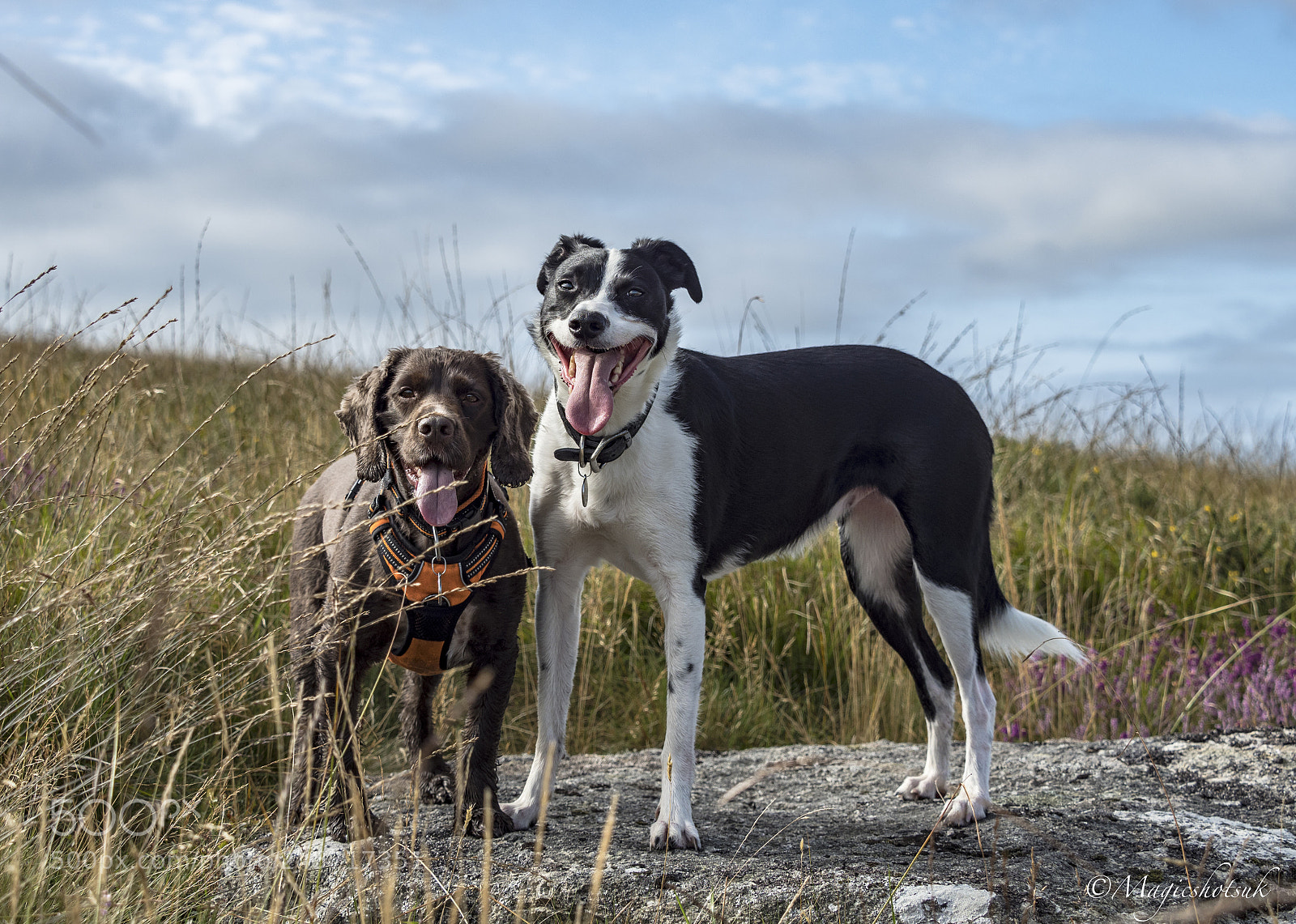Olympus OM-D E-M1 Mark II sample photo. Maizy & aysha photography