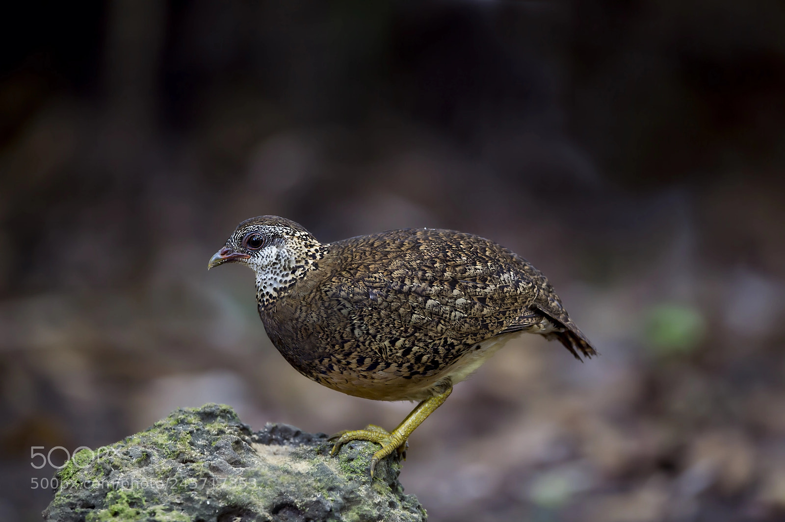 Nikon D4 sample photo. Green legged partridge photography