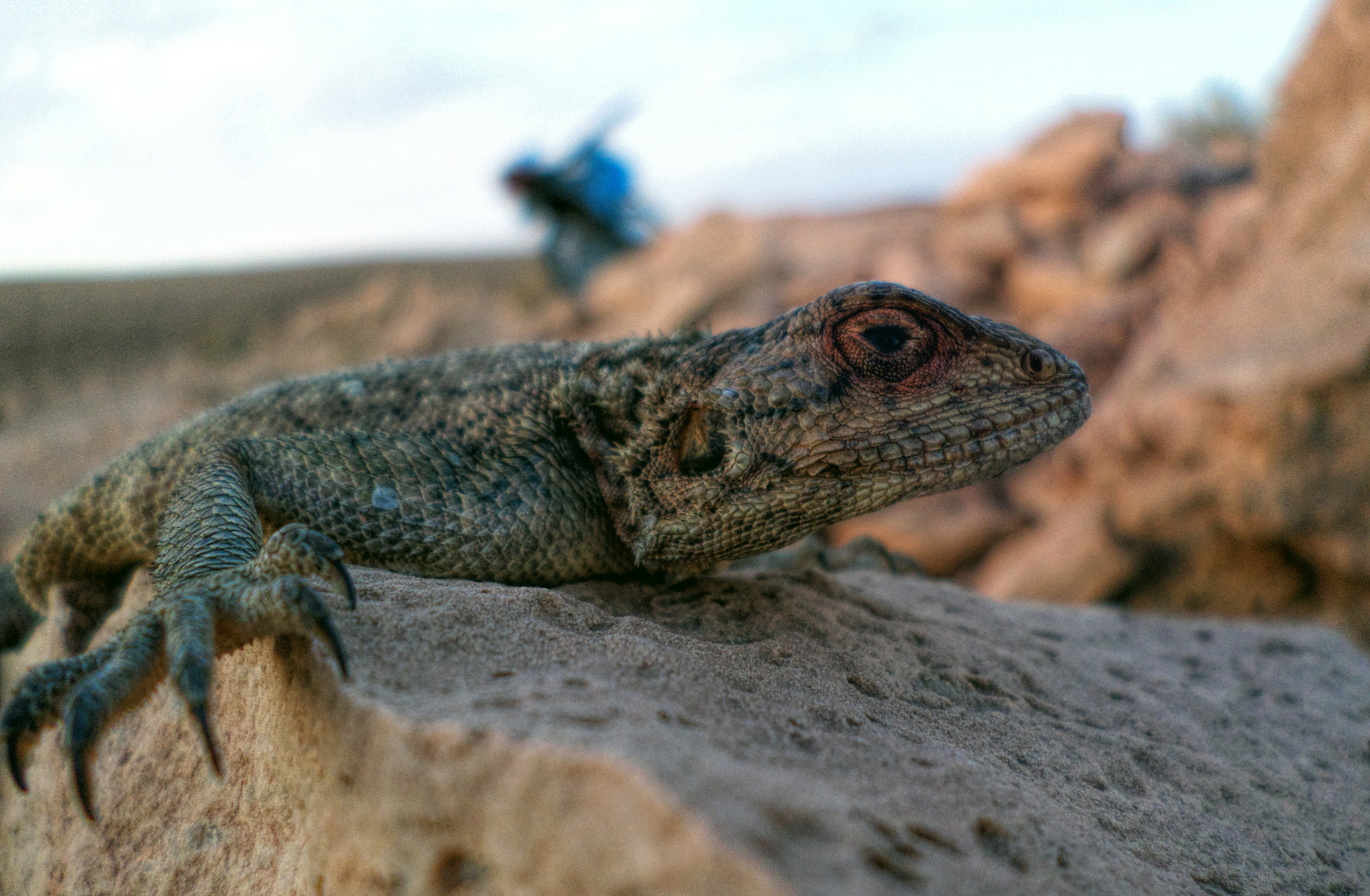 Samsung DV150F/DV151F/DV155F sample photo. Desert photography photography