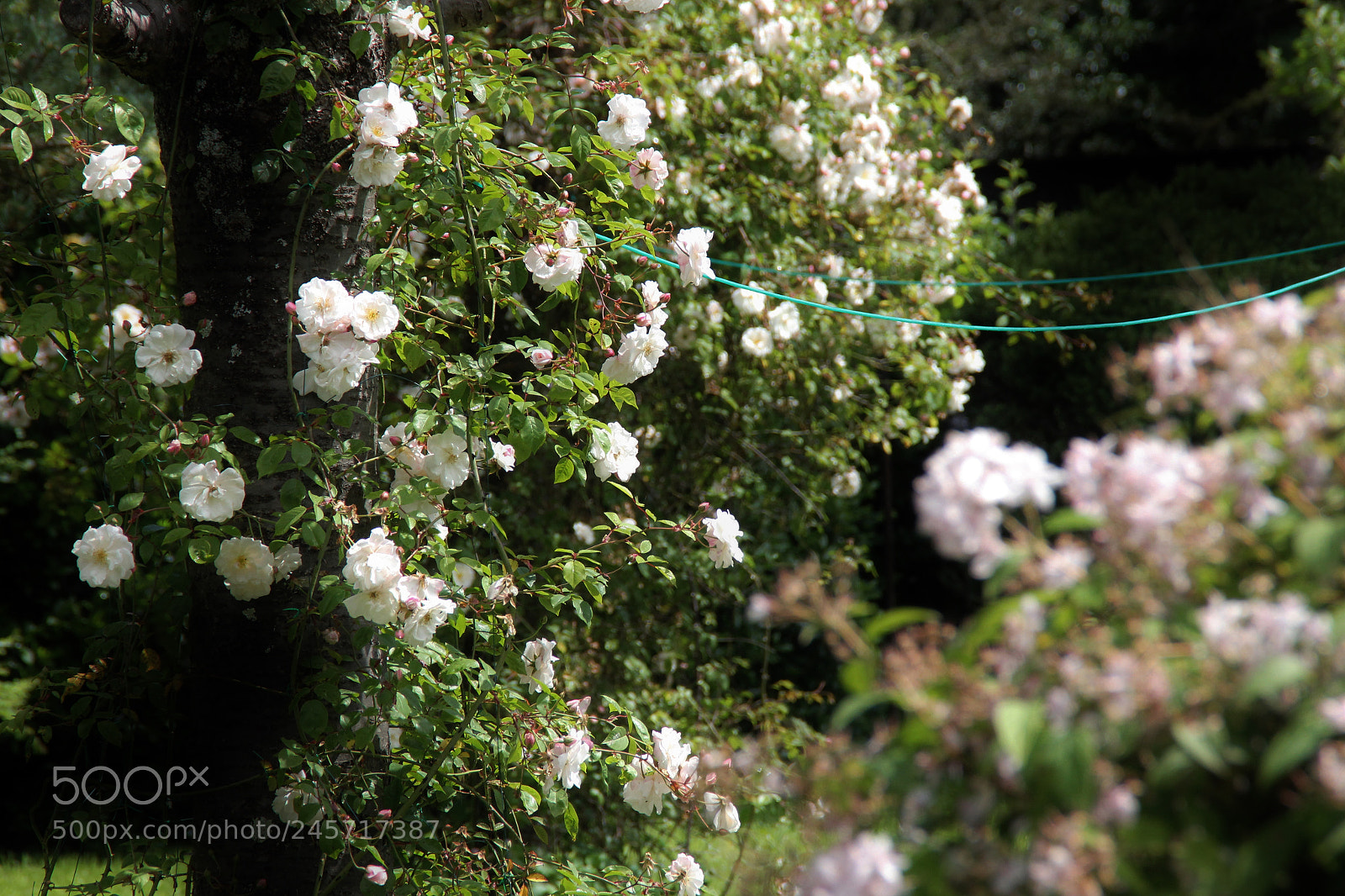 Canon EOS 60D sample photo. Img photography