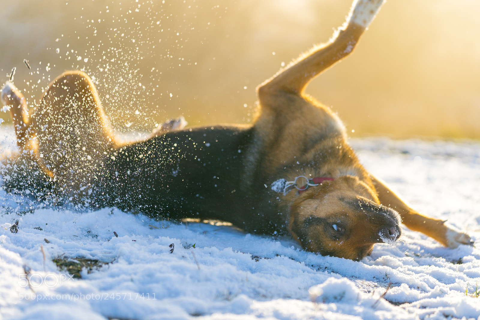 Sony a7 II sample photo. Enjoying the snow photography