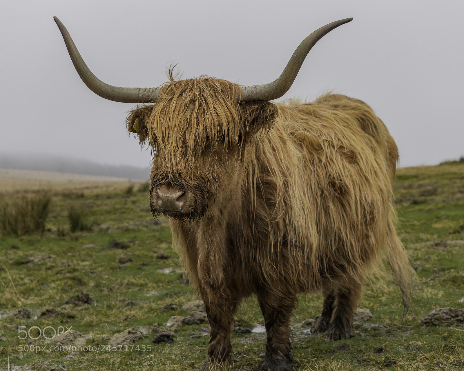 Nikon D800E sample photo. Higland dweller photography