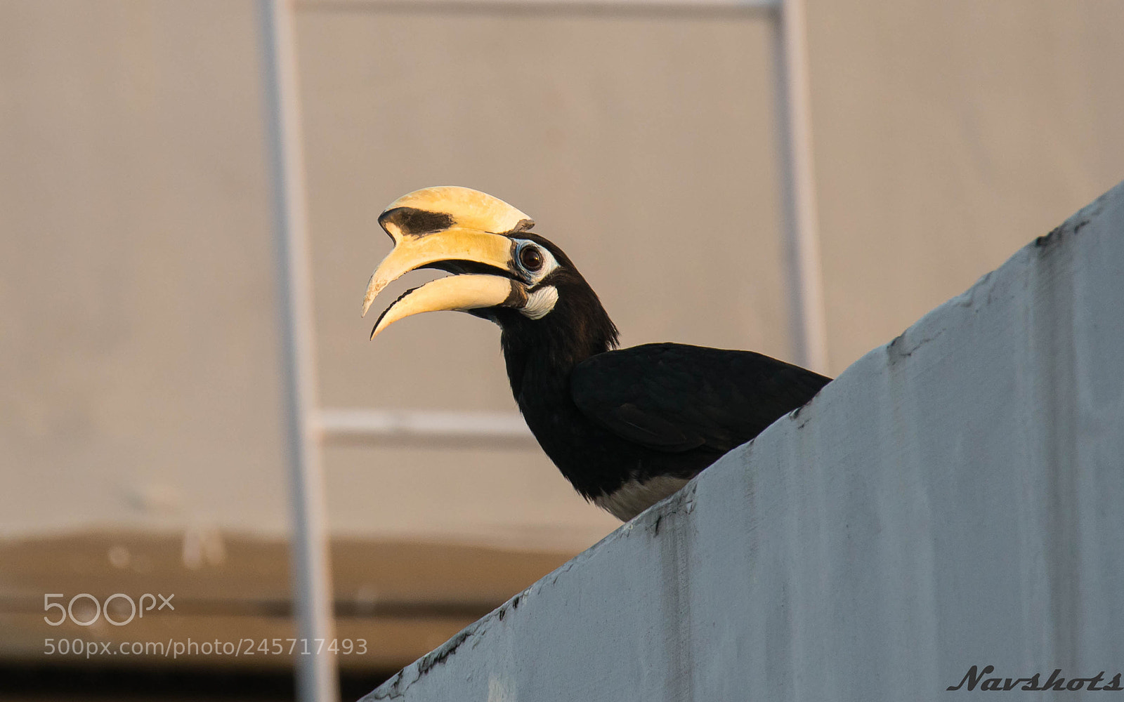 Nikon D800E sample photo. Oriental pied hornbill photography