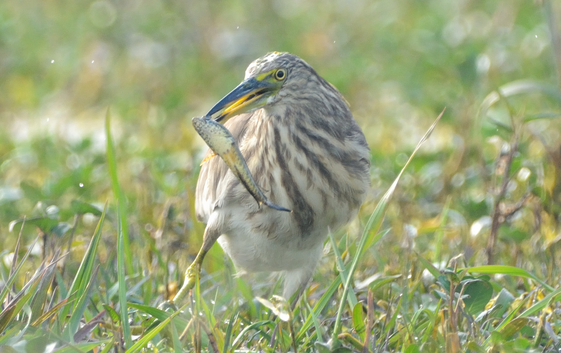 Nikon D7100 + Sigma 150-600mm F5-6.3 DG OS HSM | C sample photo. Indian pond heron with catch photography