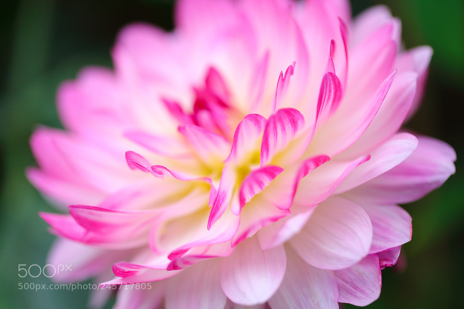 Canon EOS 6D sample photo. Pink & white photography