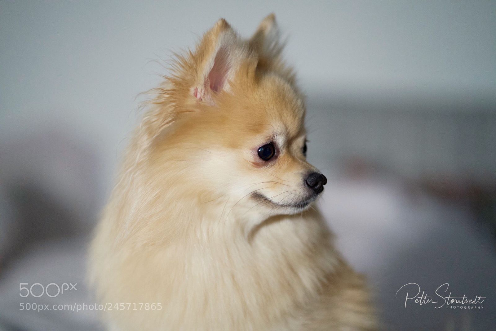 Sony a7R III sample photo. Molly the dog photography