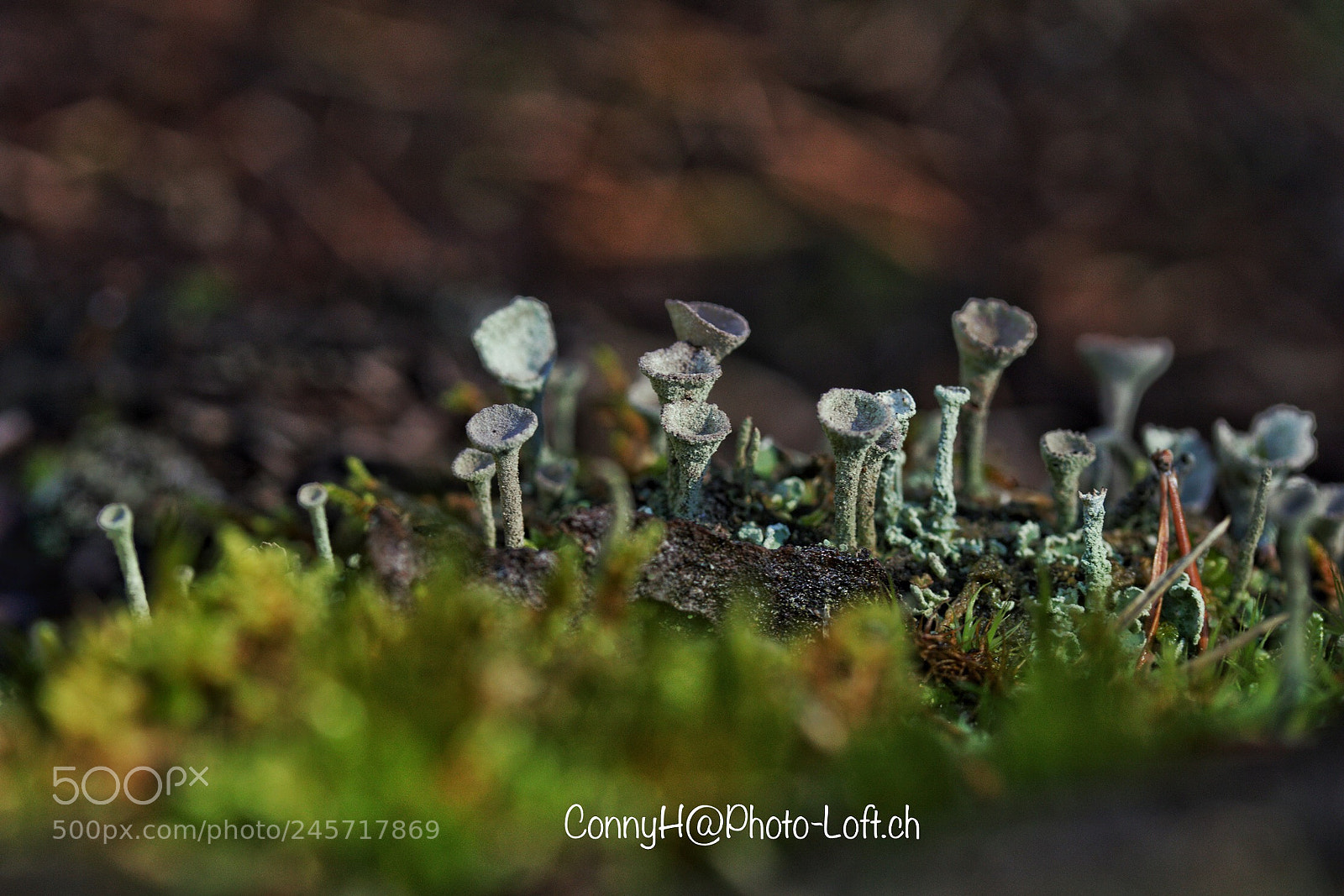 Canon EOS 7D Mark II sample photo. Waldflora, mittenwald, germany photography