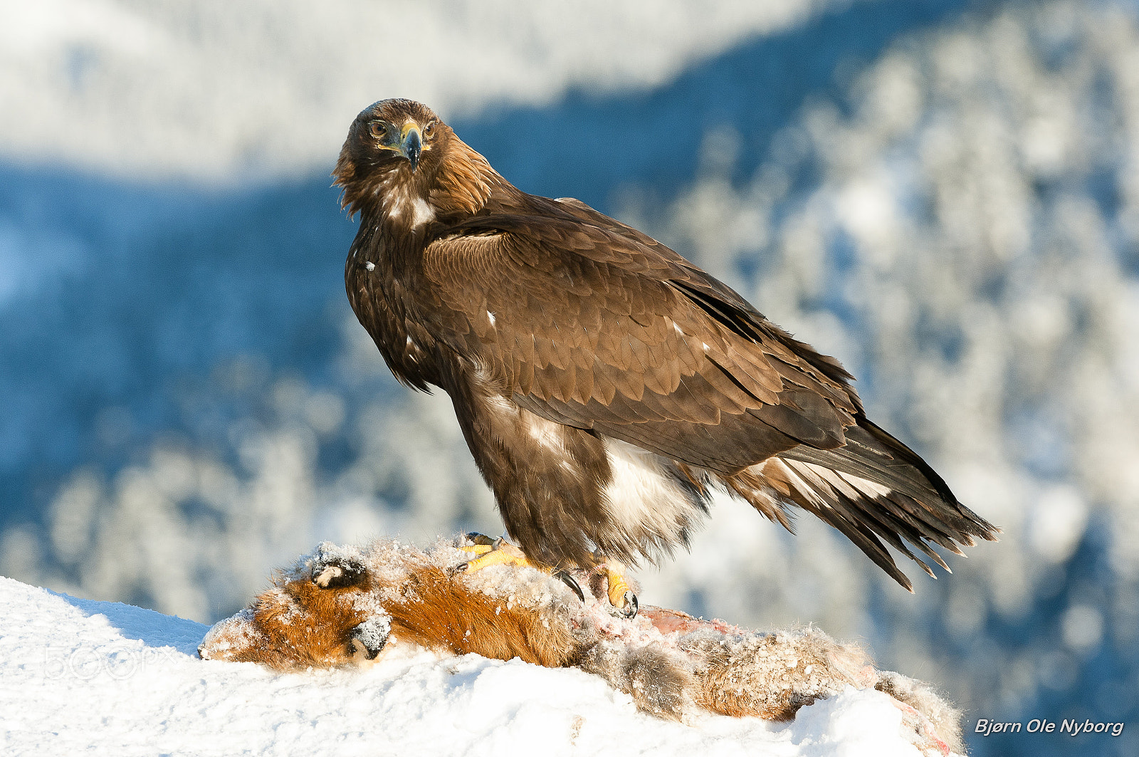 Nikon D2X sample photo. Golden eagle 7 photography