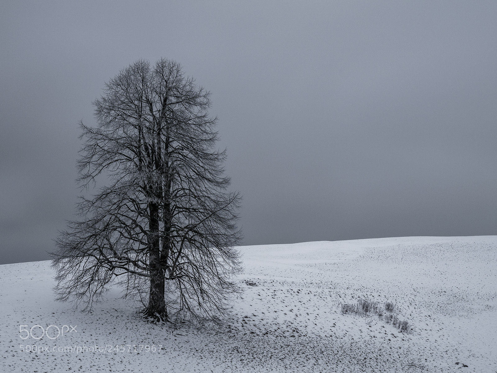 Sony ILCA-77M2 sample photo. Lonely tree photography